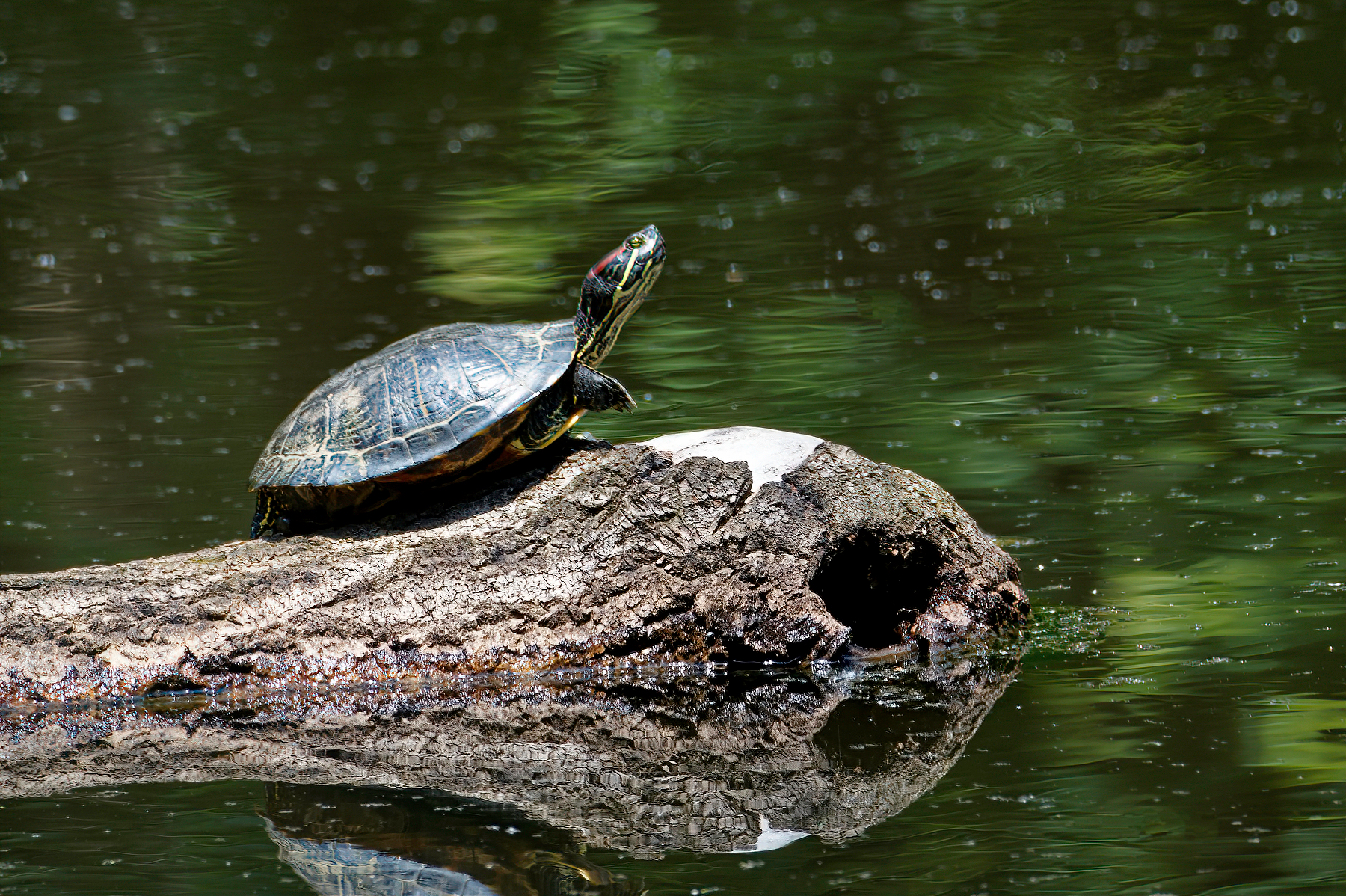 Turtle Soaking Up the Sunshine.jpeg