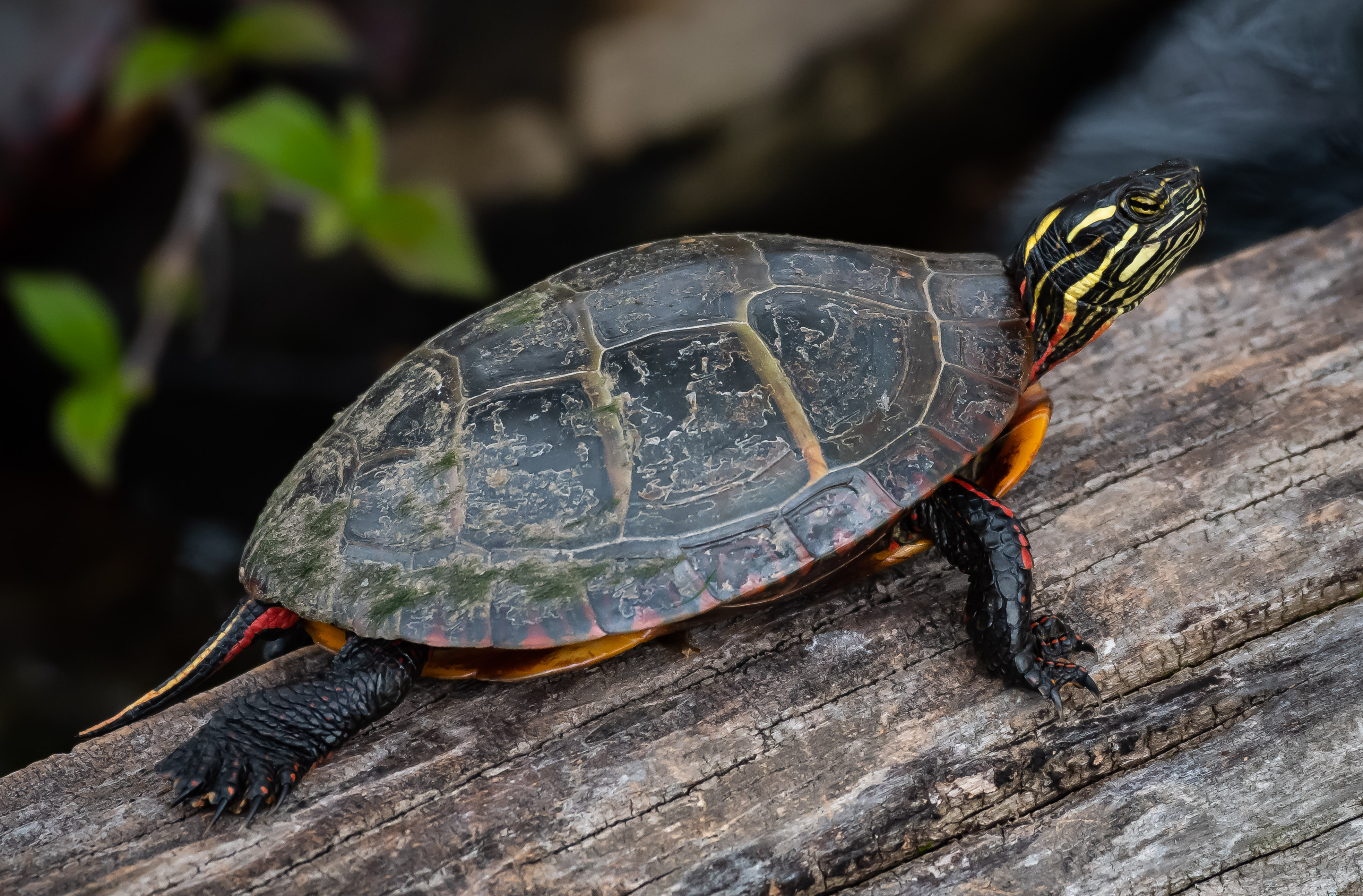 turtle_4-21-2019-3.jpg