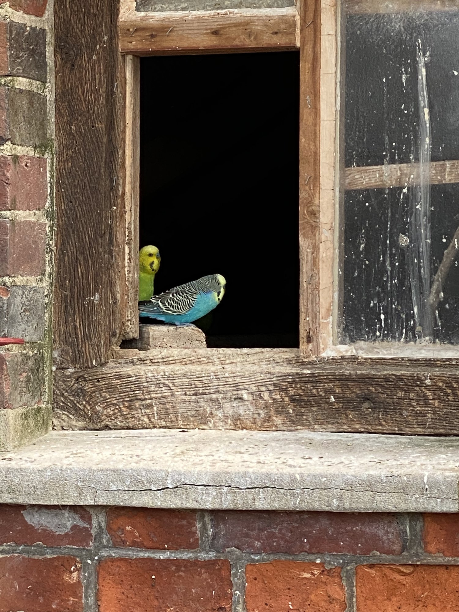 TWO BUDGIE'S - LATCHETT'S FARM - 02.04.23.jpg