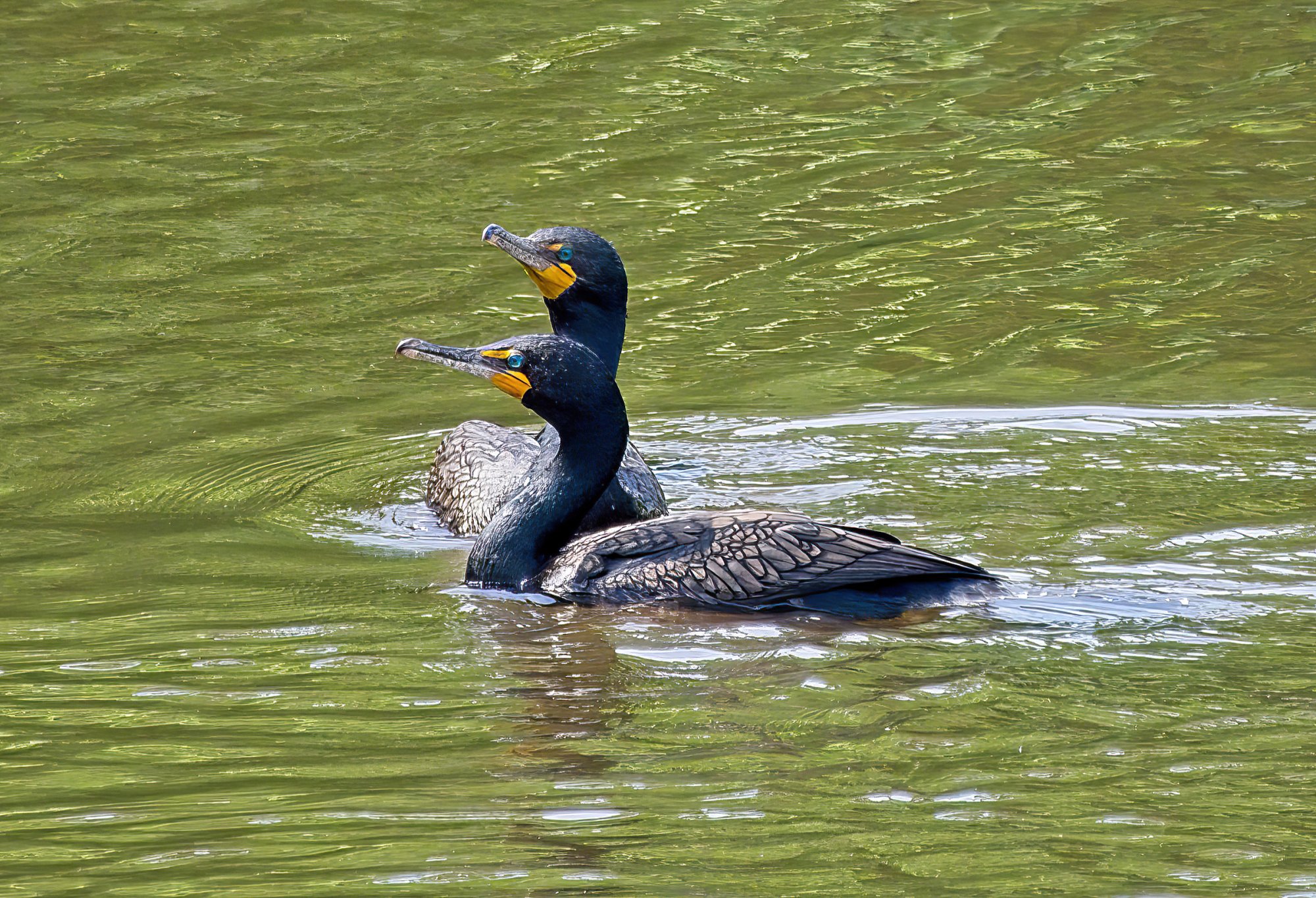 Two Cormorants.jpg