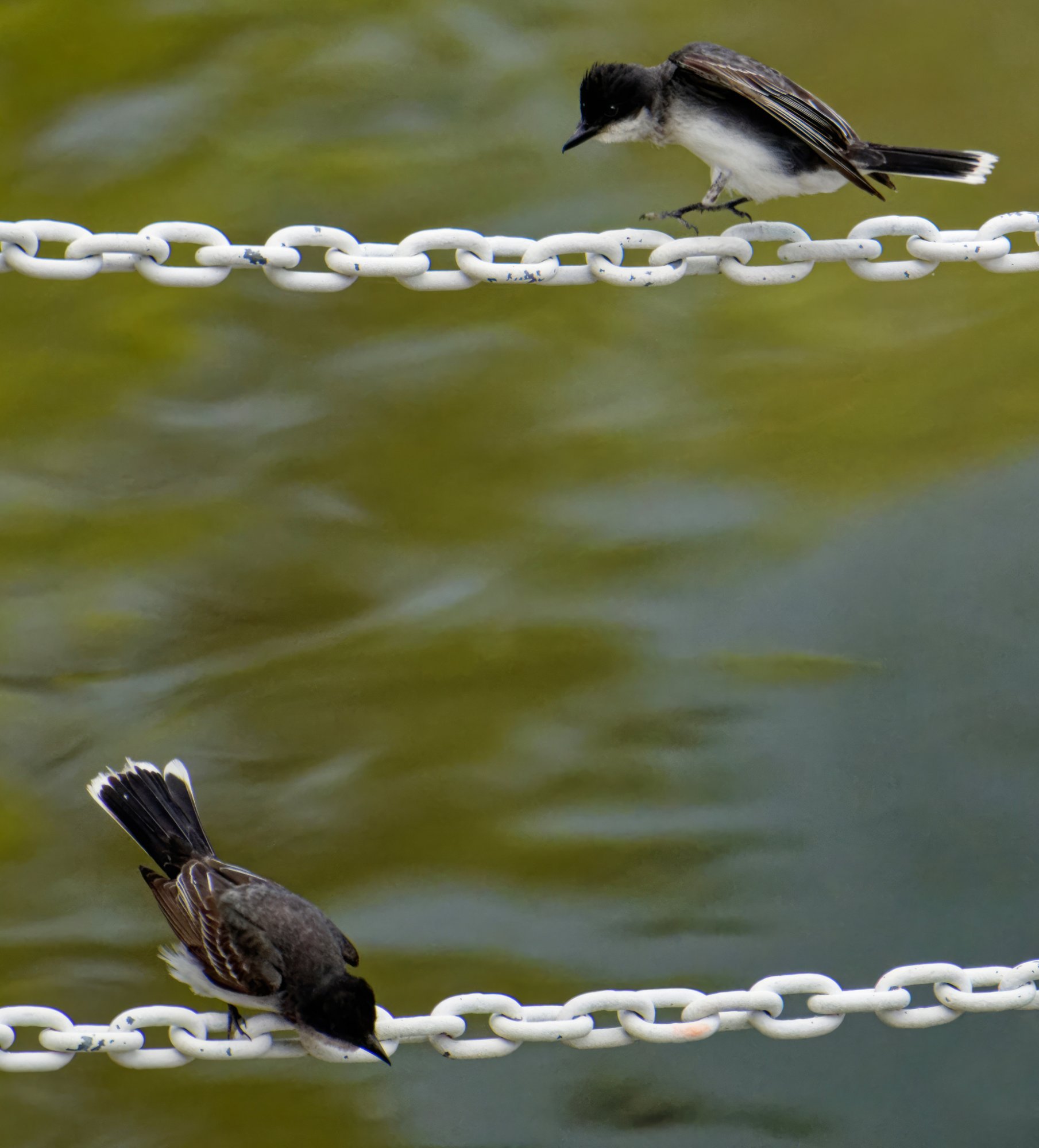 Two Eastern Kingbirds.jpeg