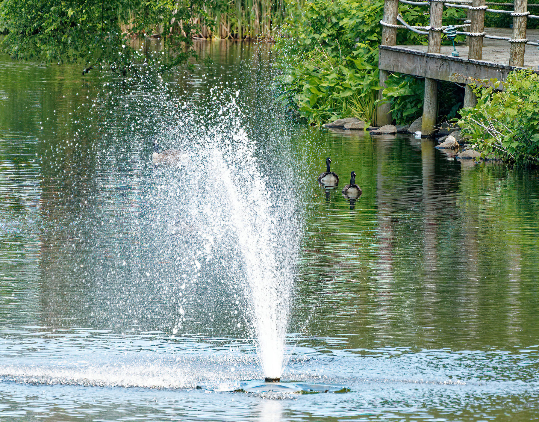 Two Geese and a Fountain.jpeg