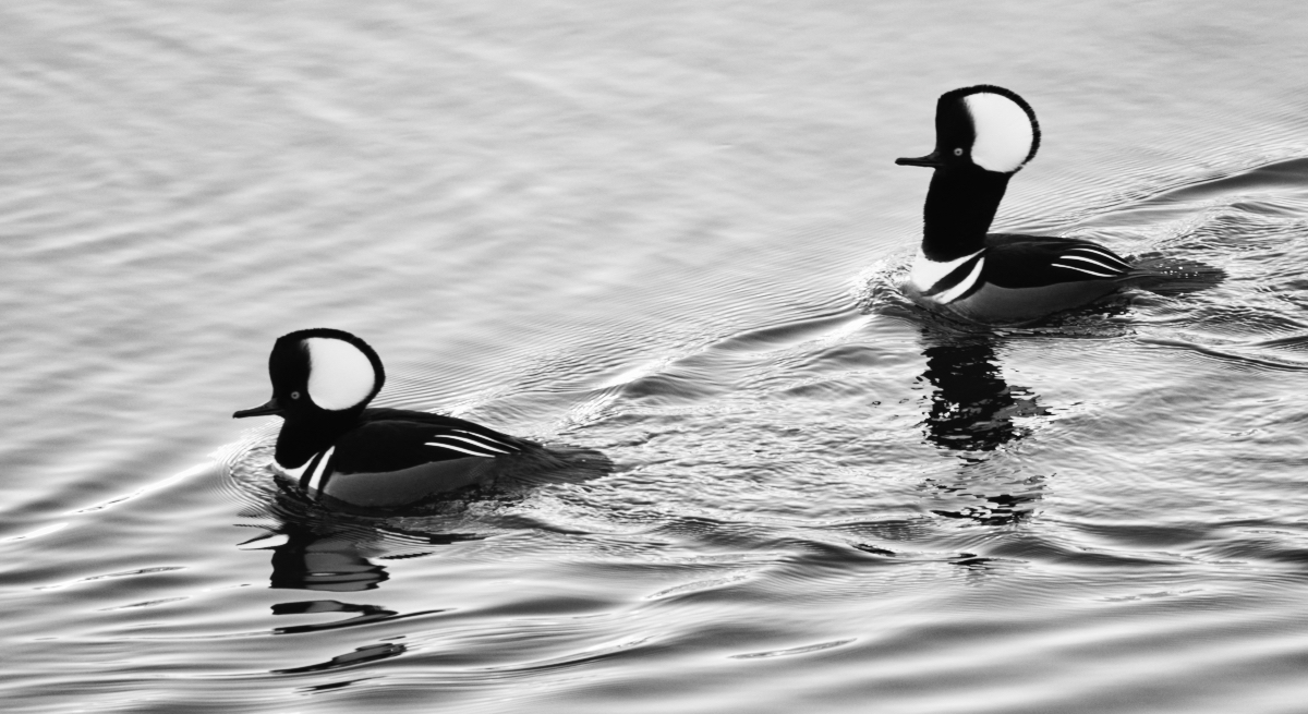 Two Hooded Mergansers in B&W.jpeg