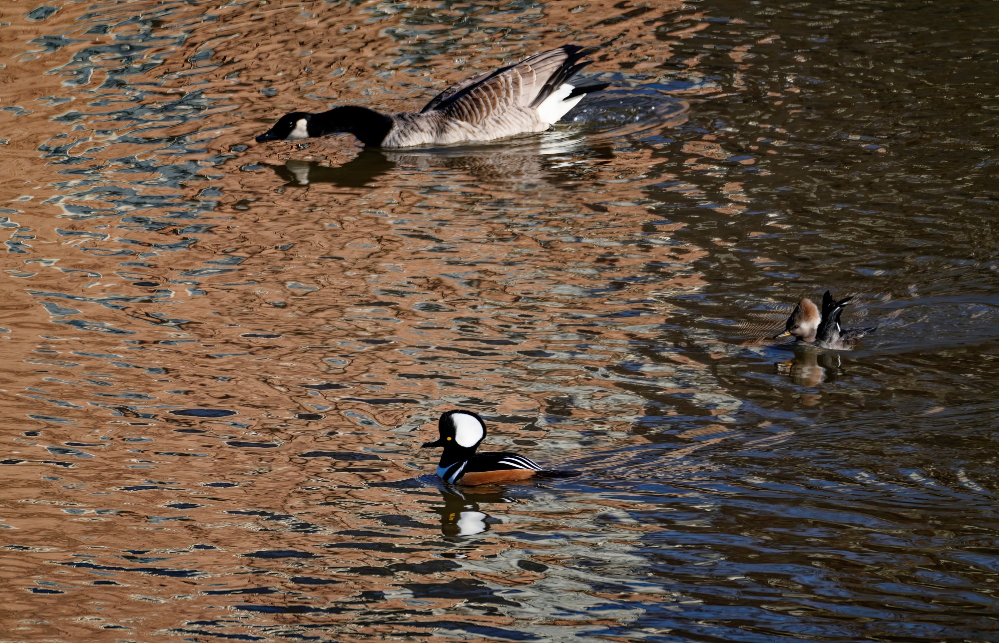 Two Hoodies and a Goose.jpeg