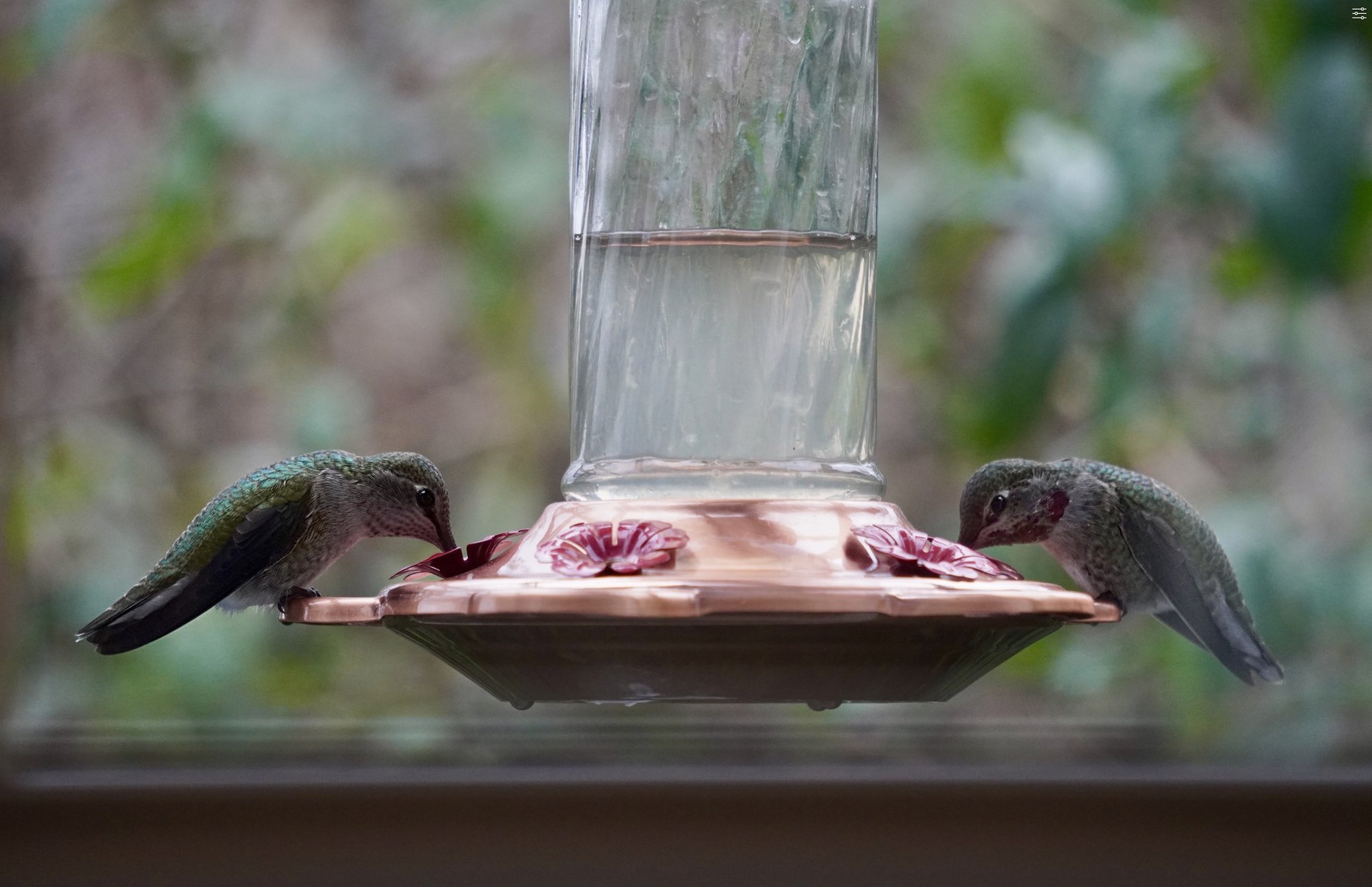 Two Hummingbirds-Sony.jpg