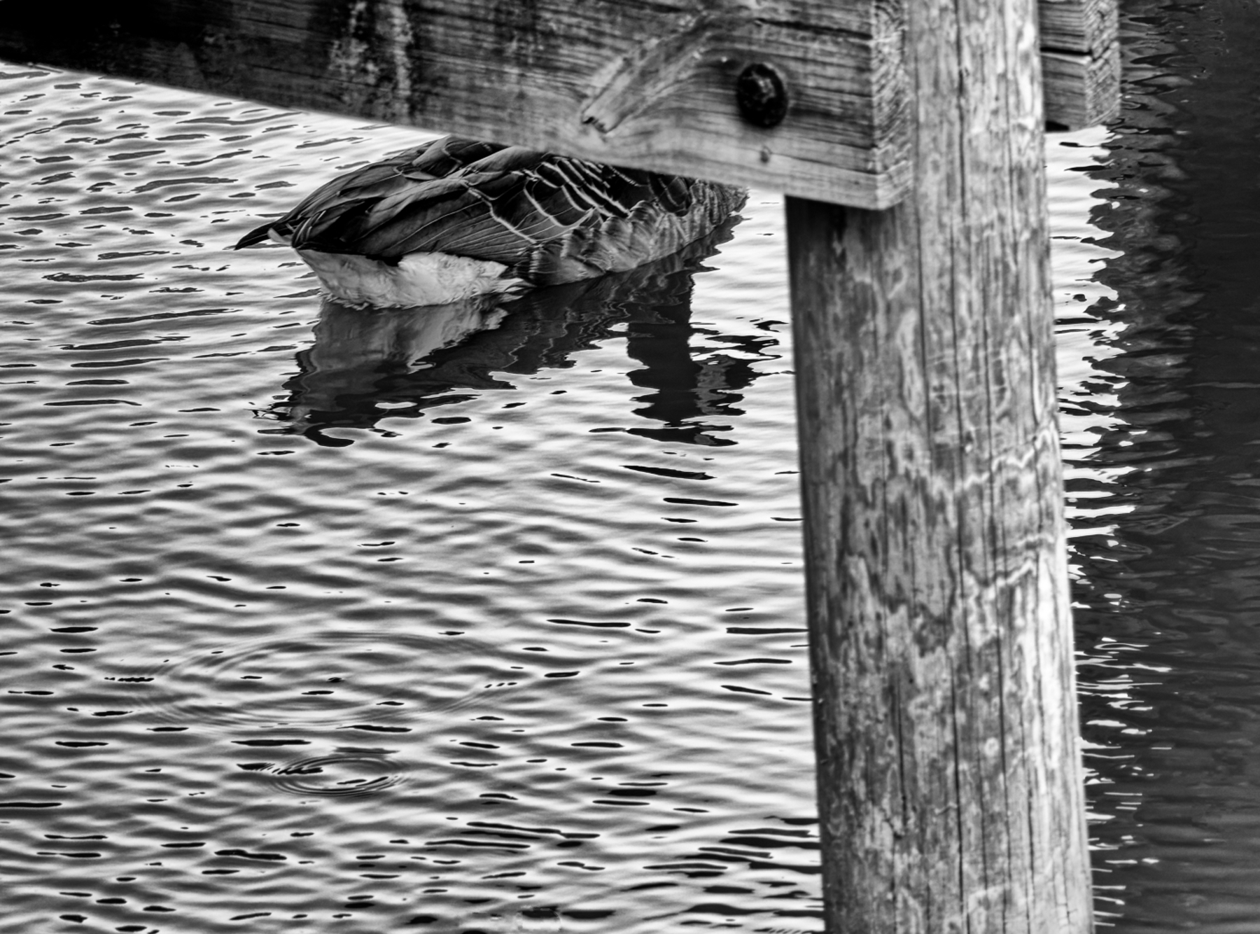 Under the Pier (B&W).jpeg