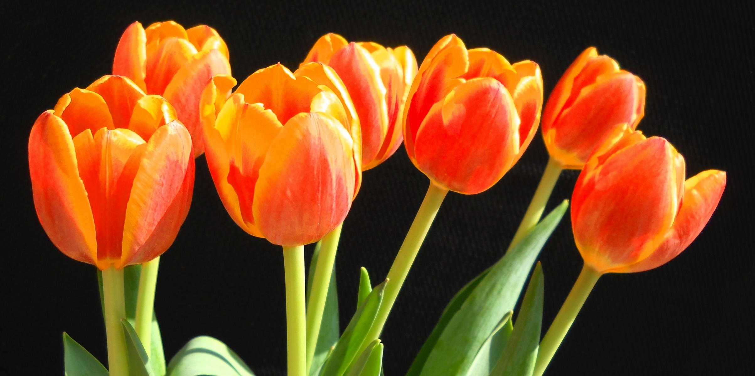 Va Orangey Tulips copy.jpg