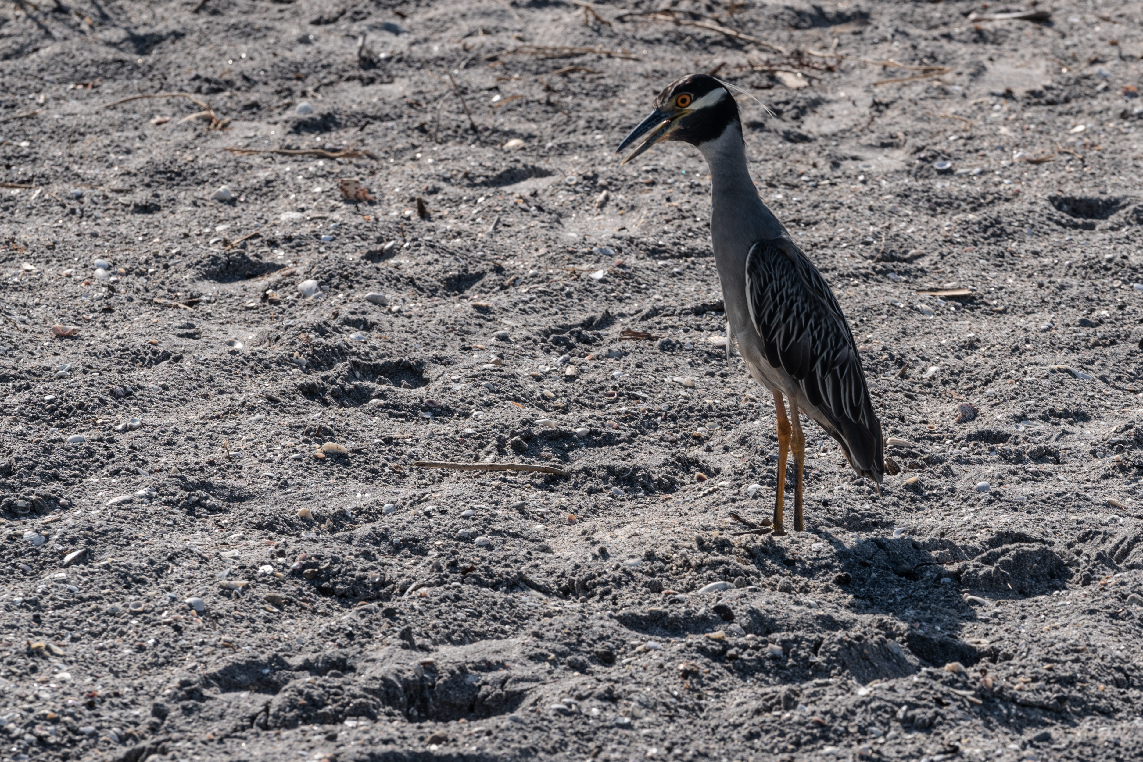 Venice FL - 2500px-31.jpg