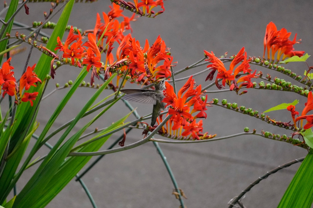 Vertical hummingbird.jpg