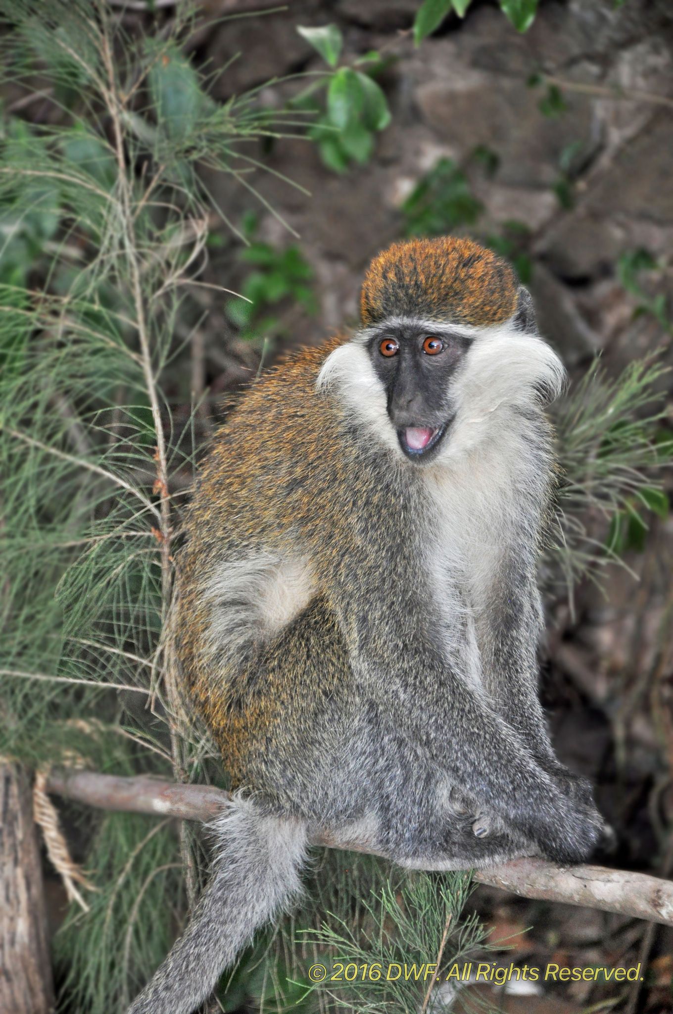 Vervet Monkey, Goro Ethiopia.jpg