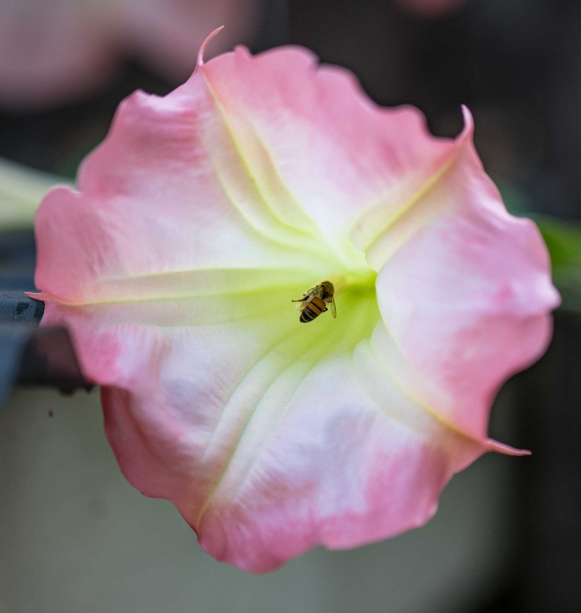 virginia-Brugmansia-bee.jpg