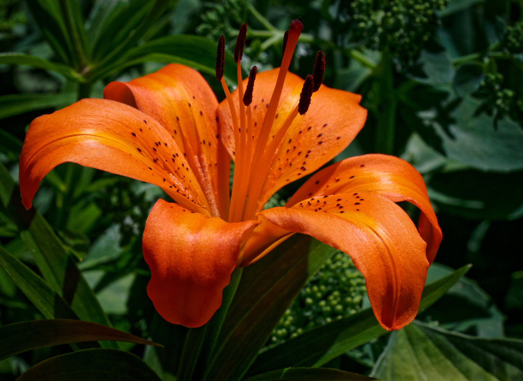 Vivid Orange Lily.jpeg