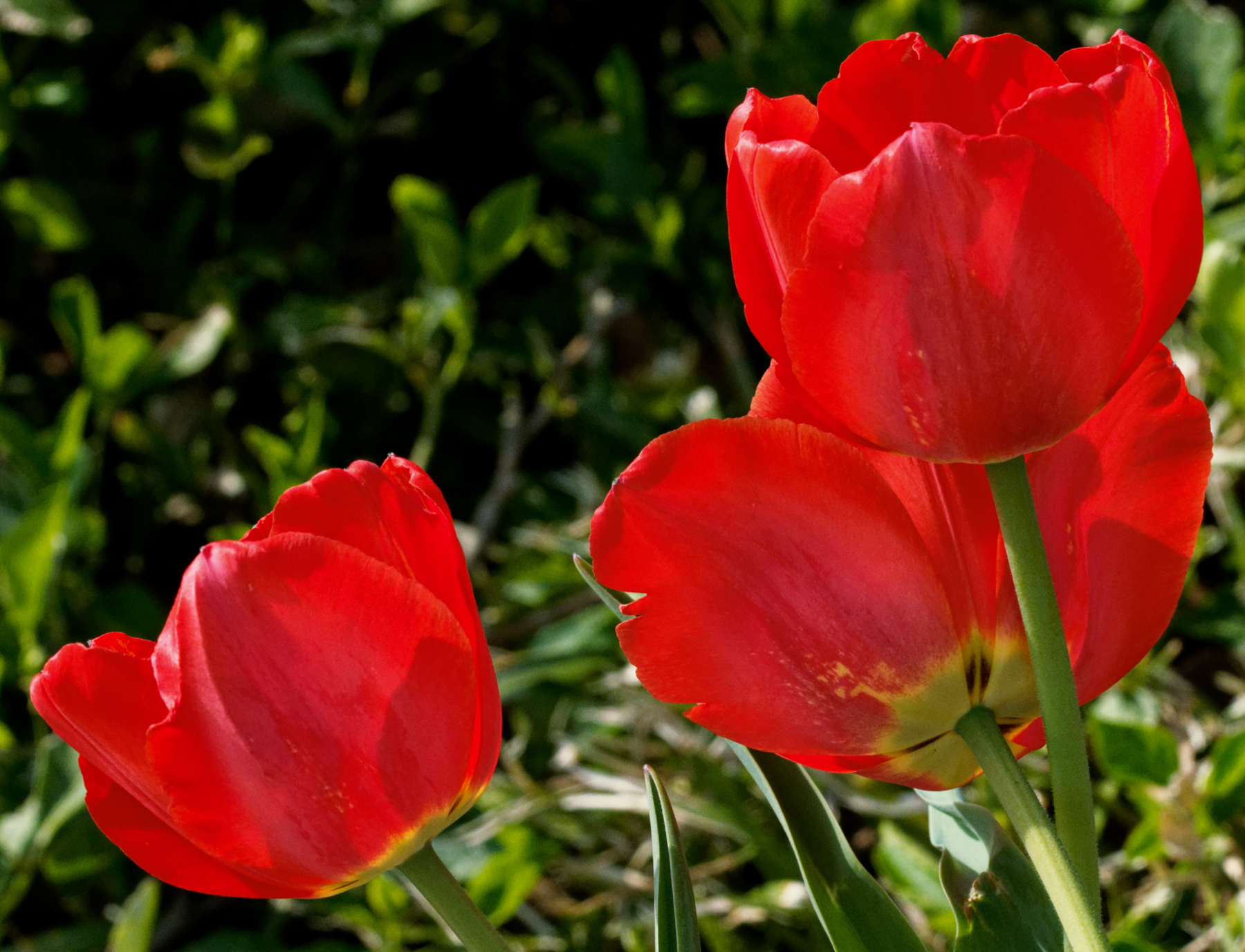 Vivid Red Tulips.jpeg