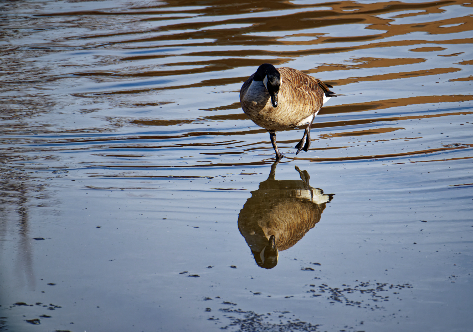 Walking on Water.jpeg