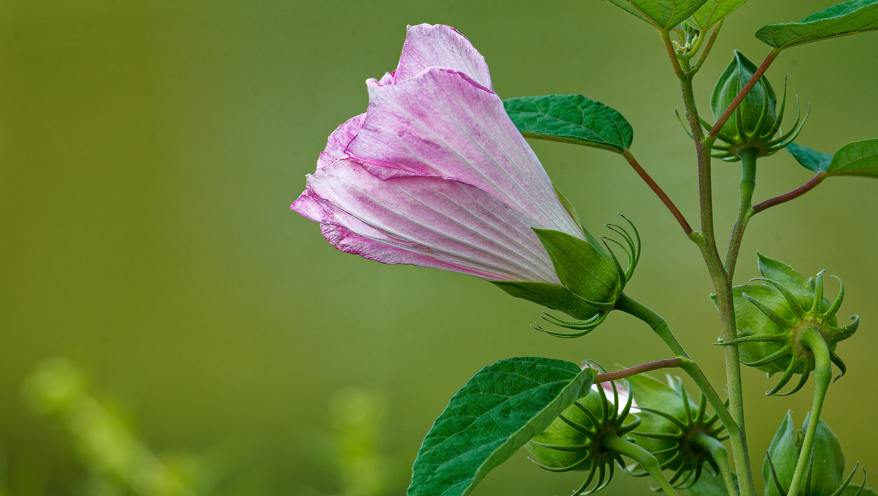 Water Hibiscus in Bloom.jpeg