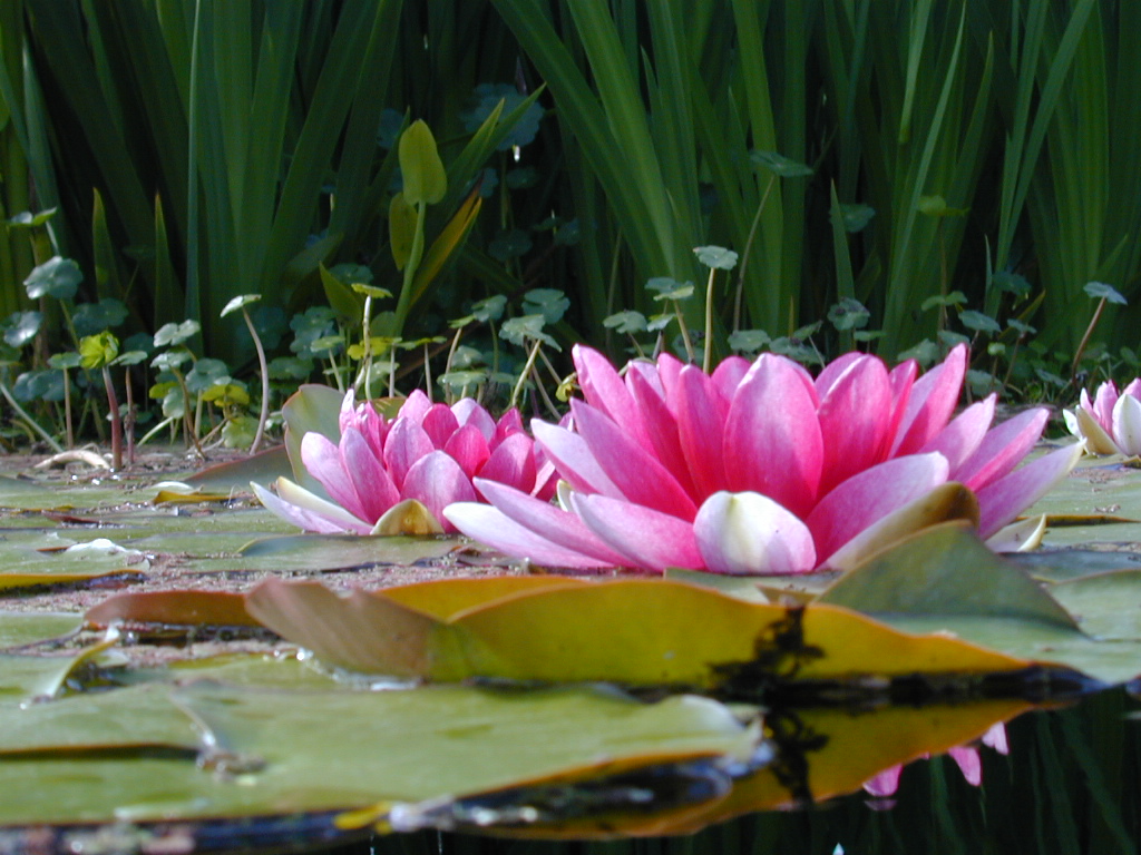 Water Lily.JPG