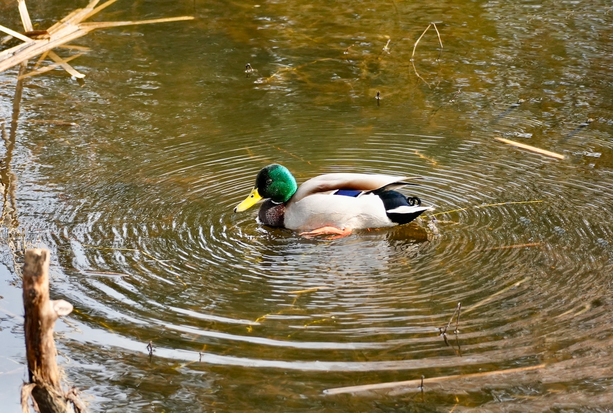 Water ripples- duck.jpeg