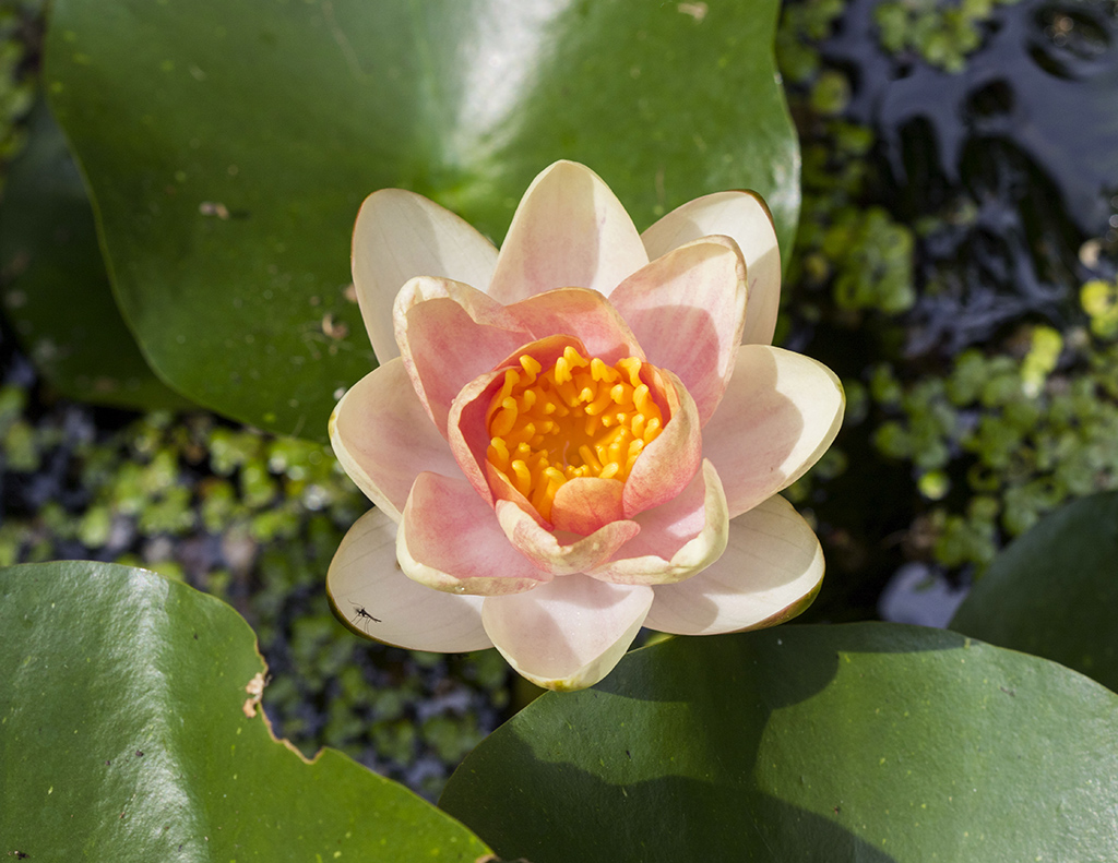 waterlily201711024.jpg