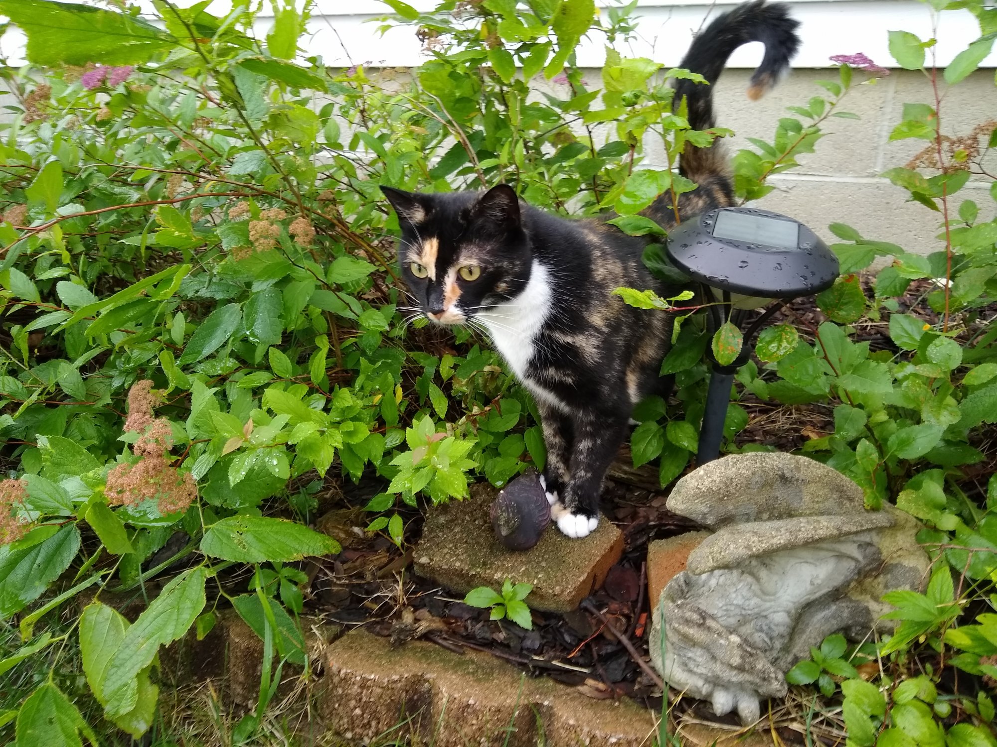 Watson in bushes at front of house.jpg