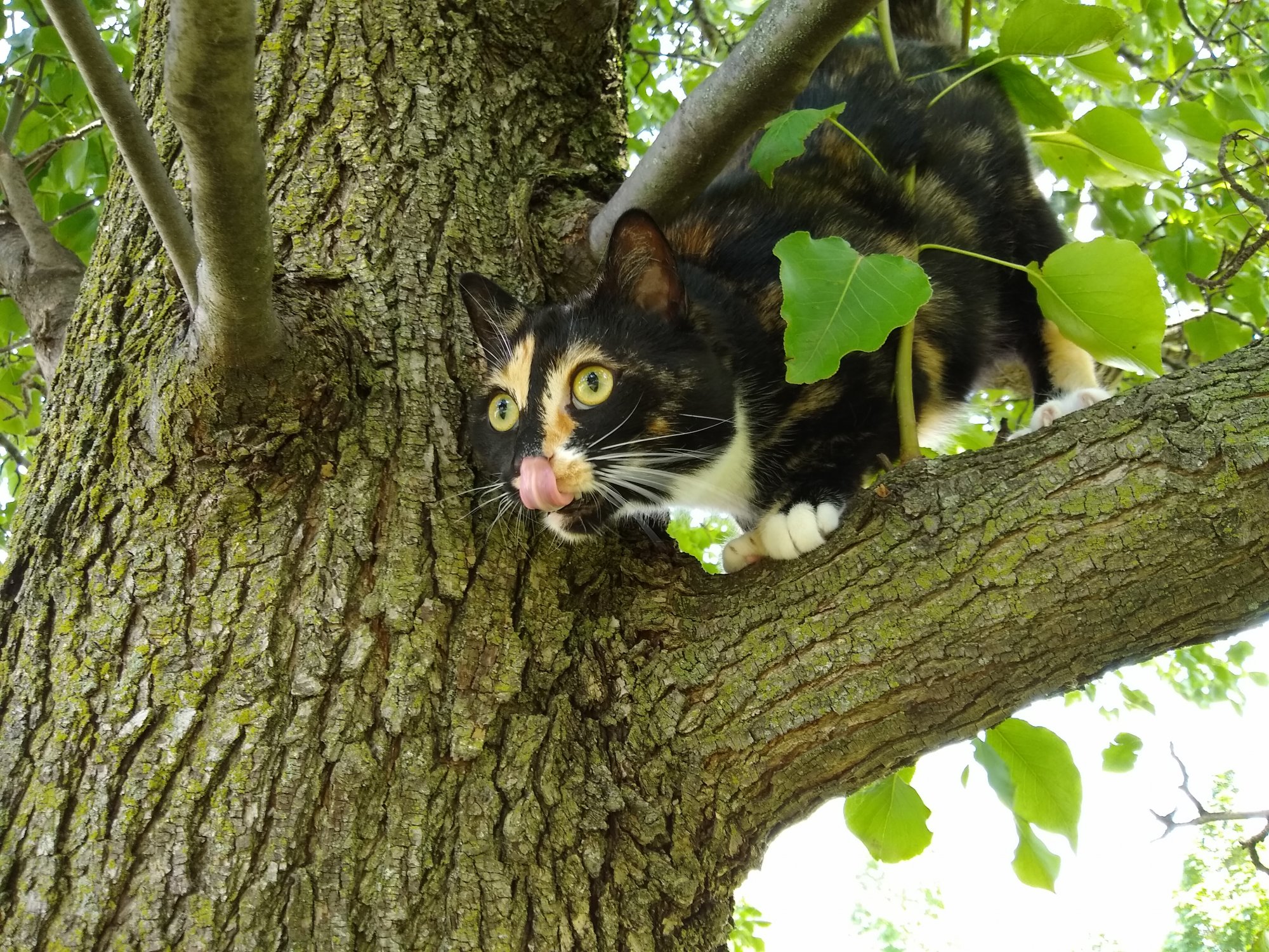 Watson in front yard tree.jpg