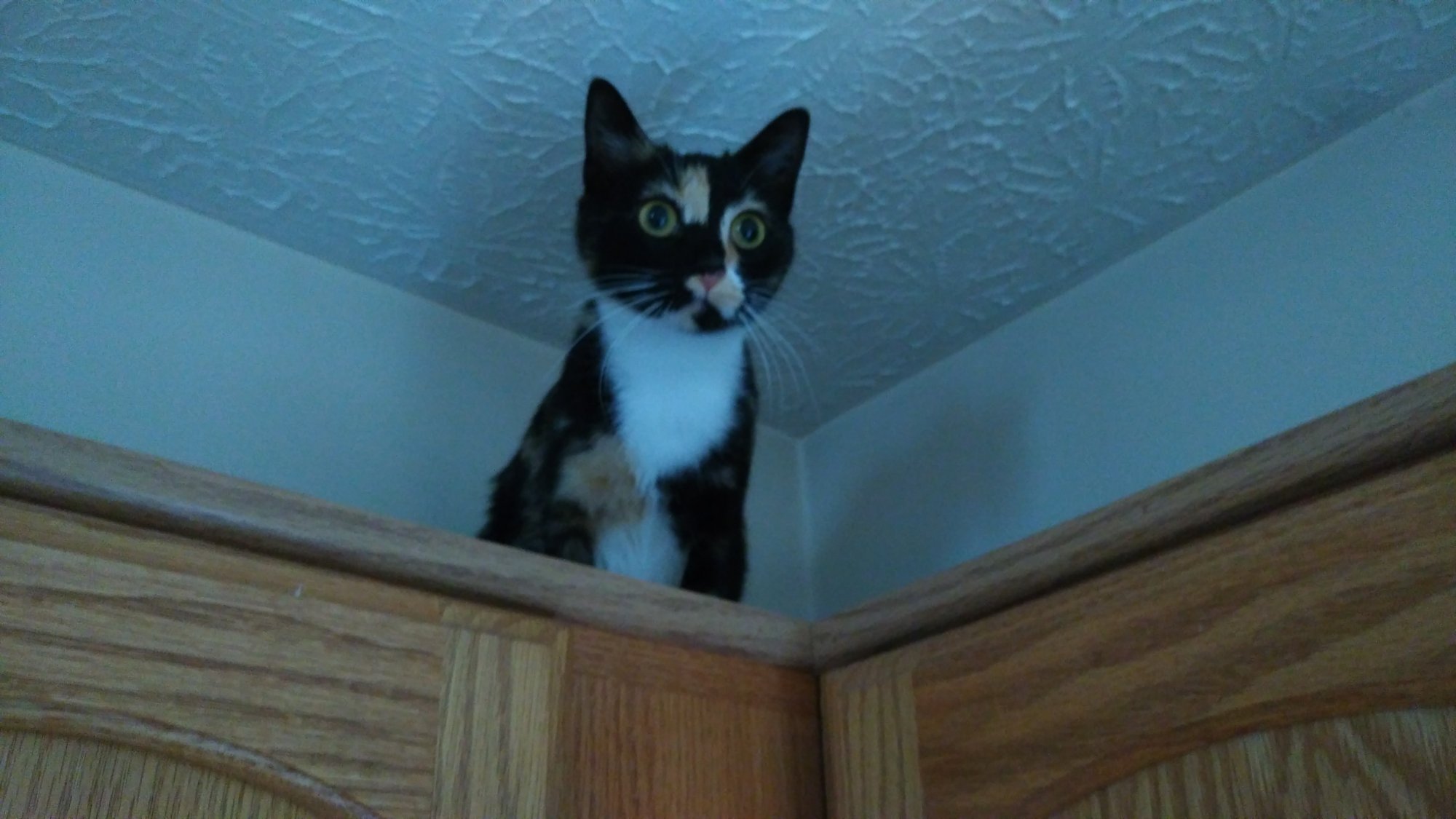 Watson on top of kitchen cabinets.jpg