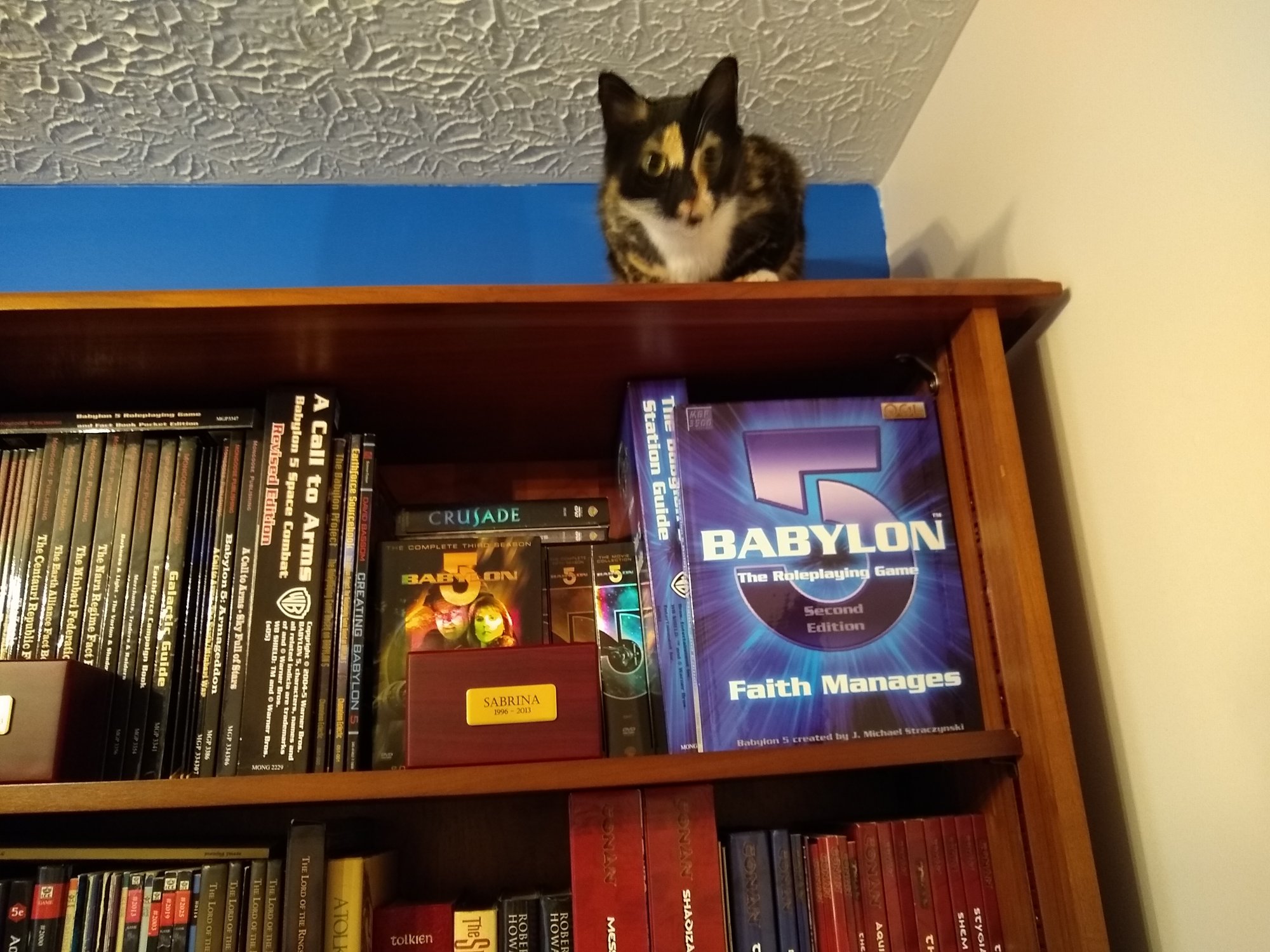 Watson on top of tall bookshelf.jpg