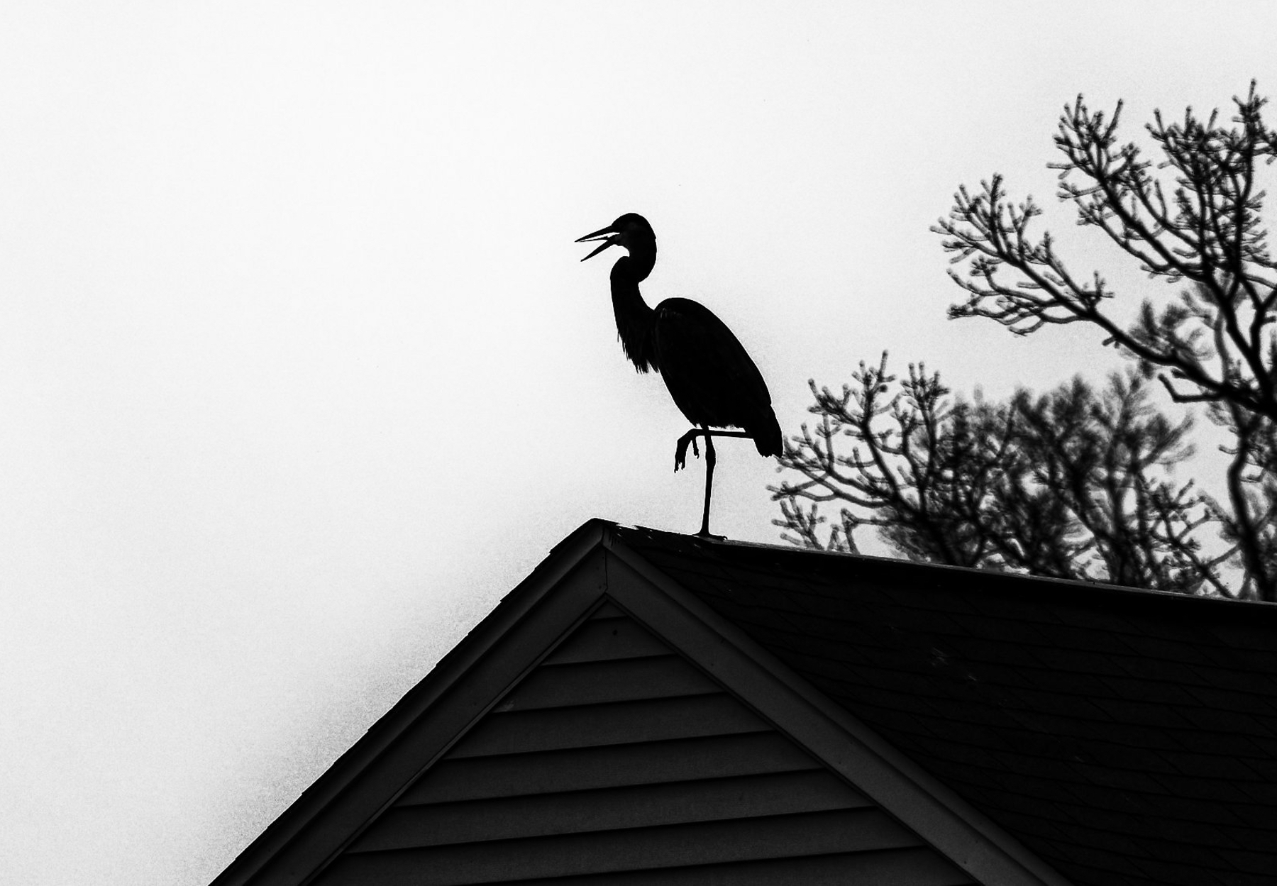 Weathervane?  Nope, It's Alfred!.jpeg