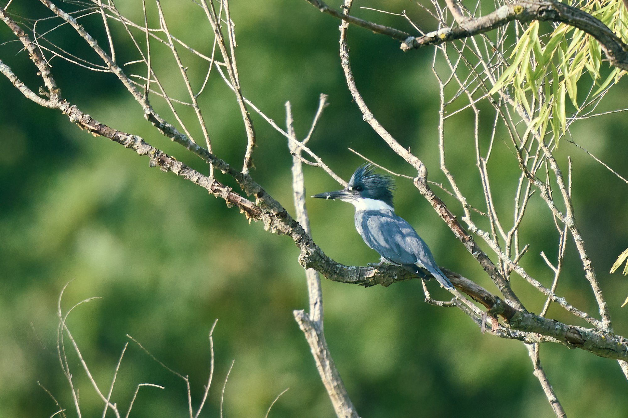 web-belted-kingfisher-003-23-09-21-10-50.jpg