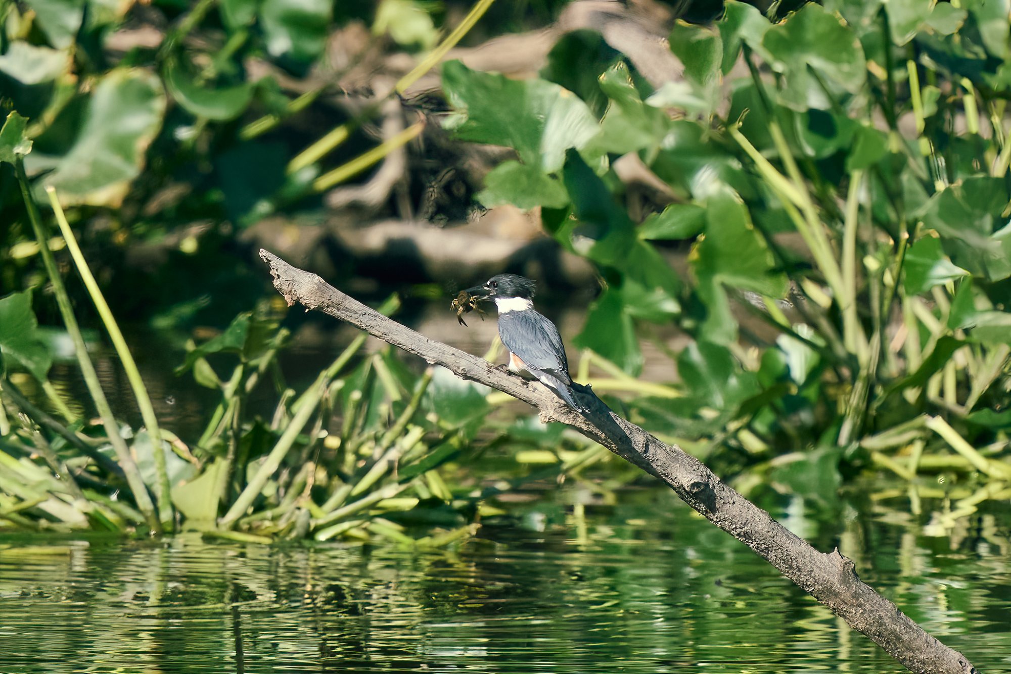 web-belted-kingfisher-004-23-09-19-11-11 AM.jpg