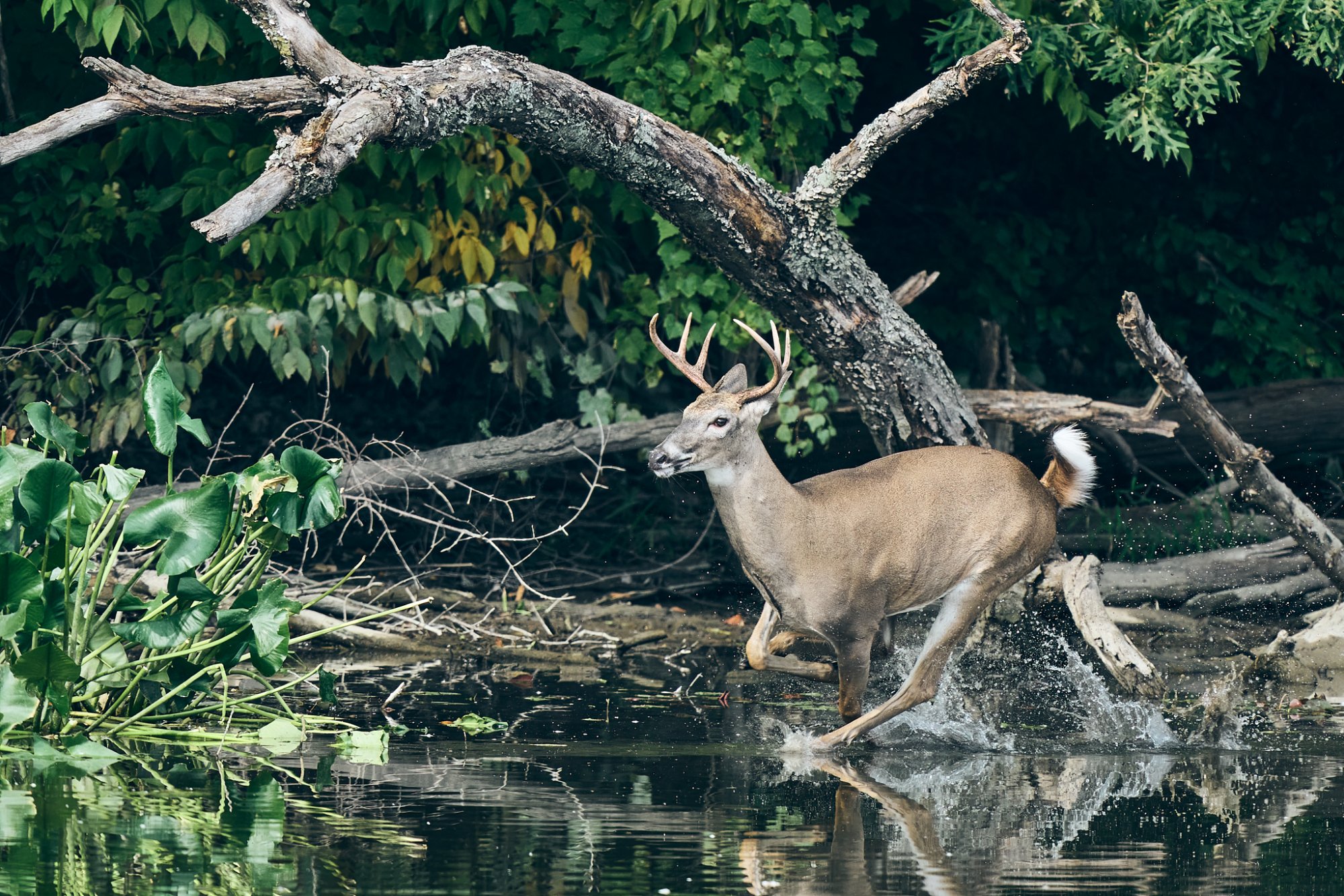 web-deer-006-23-09-20-11-10.jpg