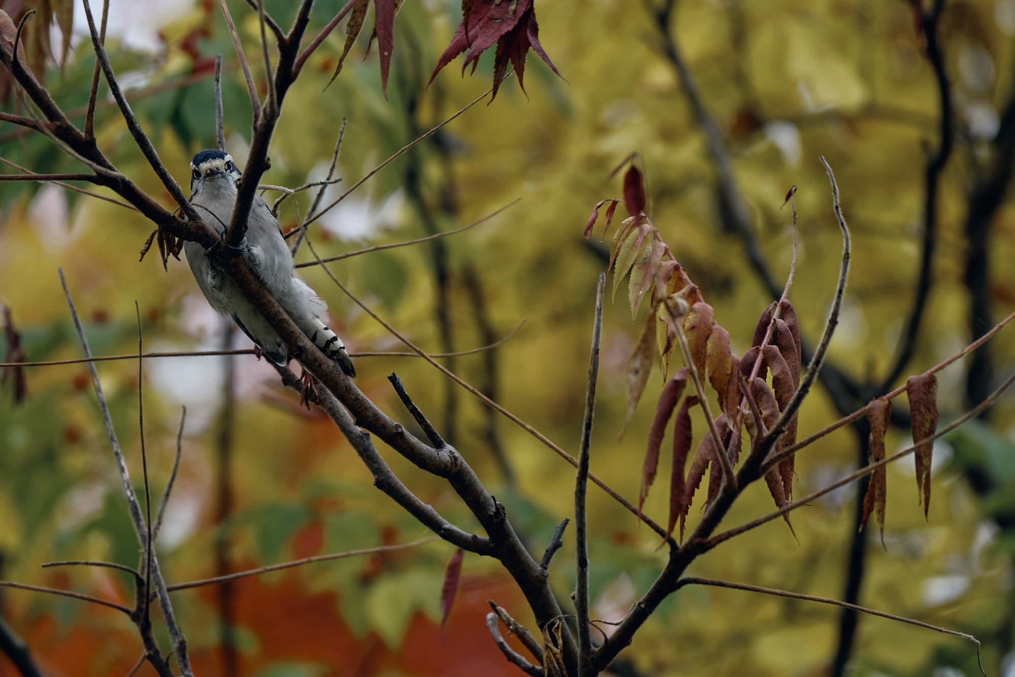 web-downy-woodpecker-Oct-03-Sun.jpg