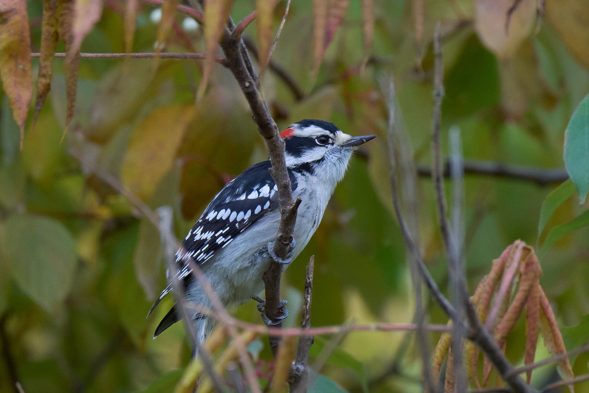 web-downy-woodpecker-Oct-05-Sun.jpg