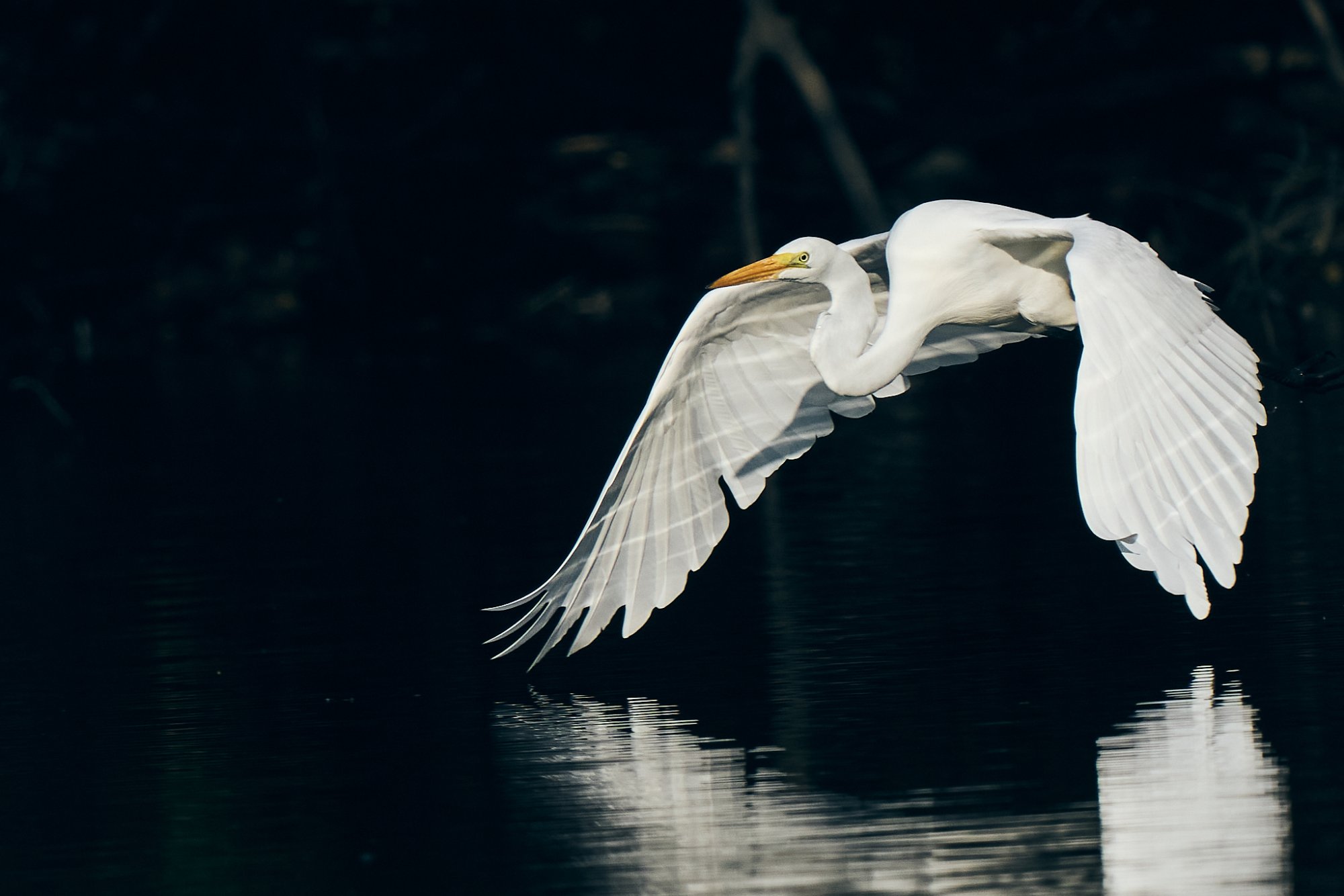 web-great-egret-001-23-09-23-11-13.jpg