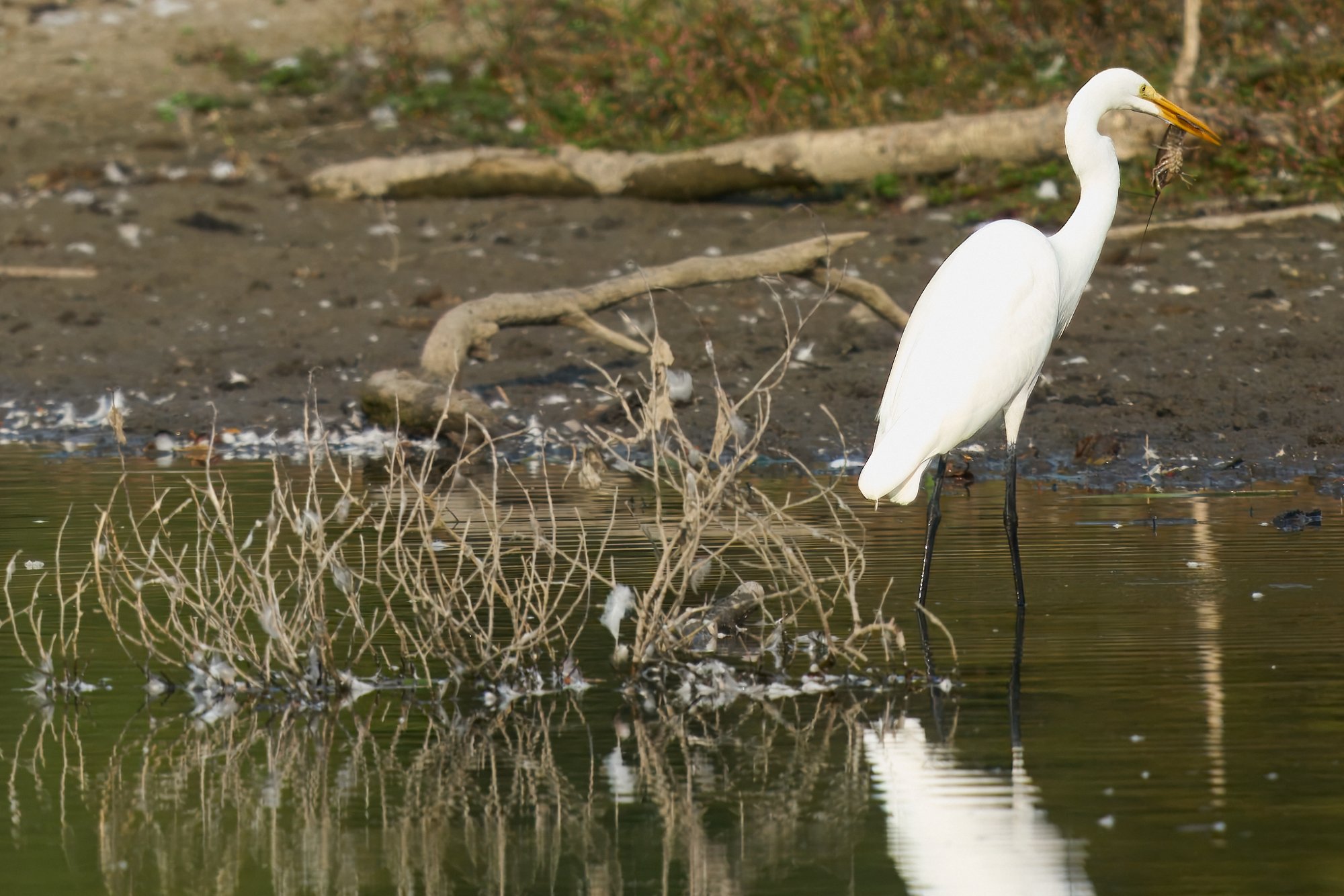 web-great-egret-002-23-09-22-10-42.jpg