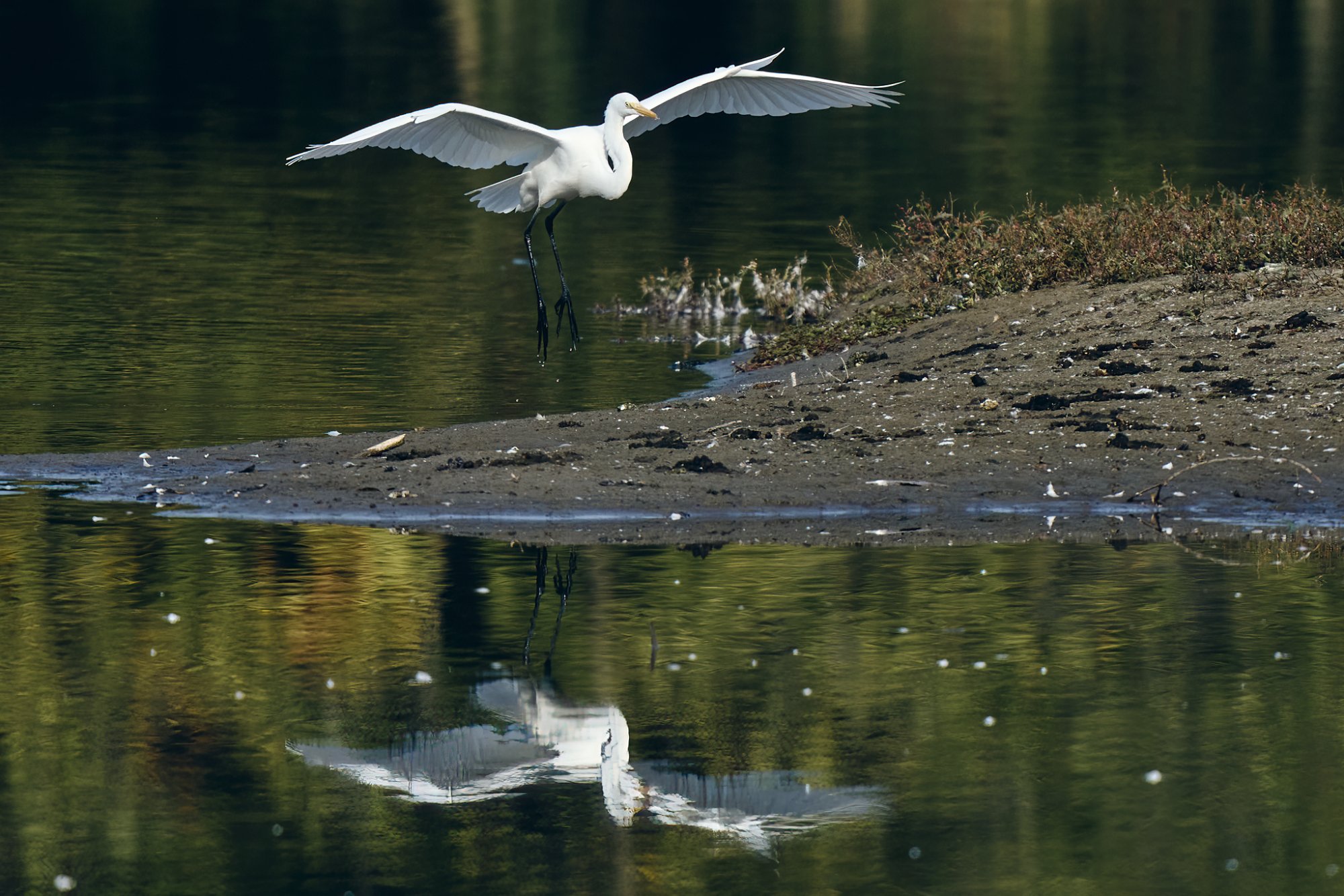 web-great-egret-006.jpg