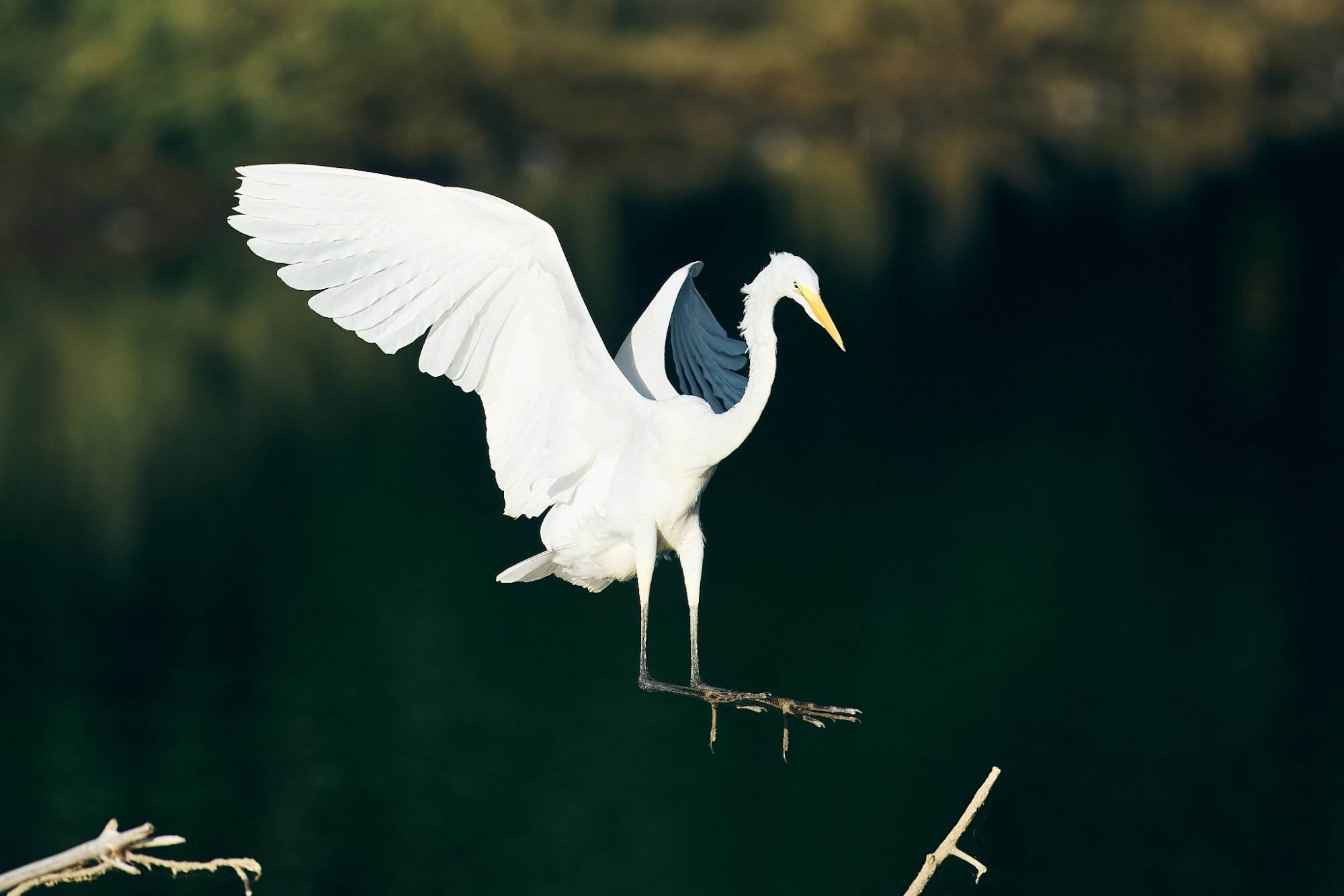 web-great-egret-008-23-09-24-10-05.jpg