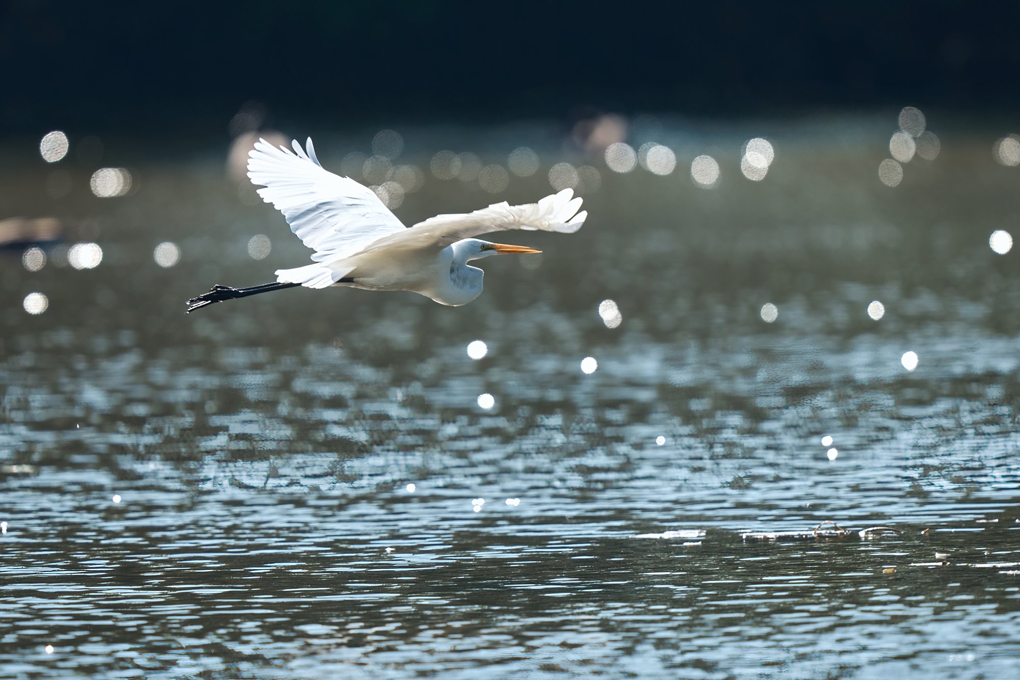 web-great-egret-008.jpg