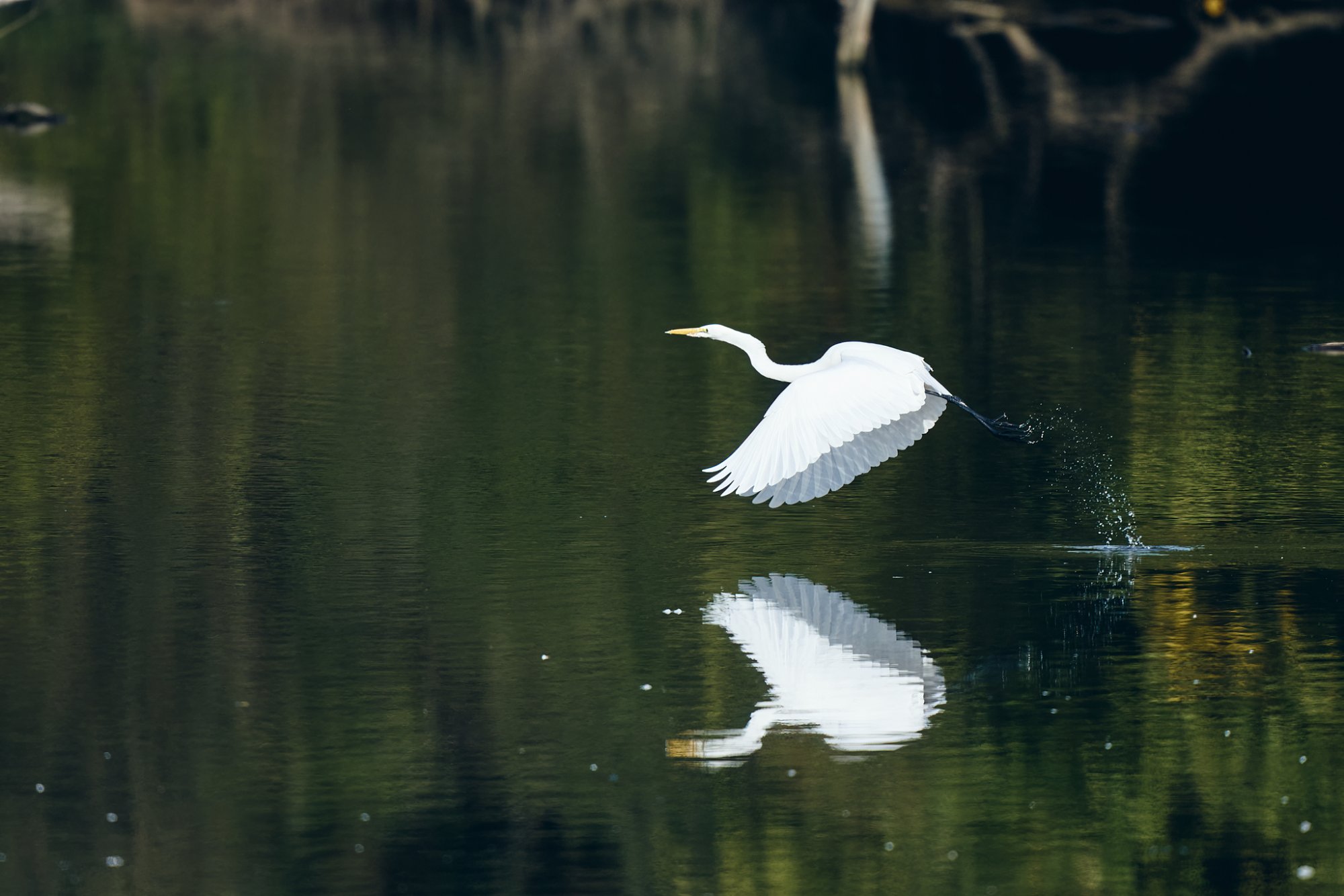 web-great-egret-009 1.jpg