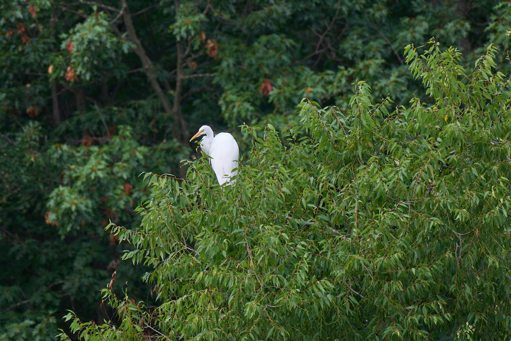 web-great-egret-011.jpg