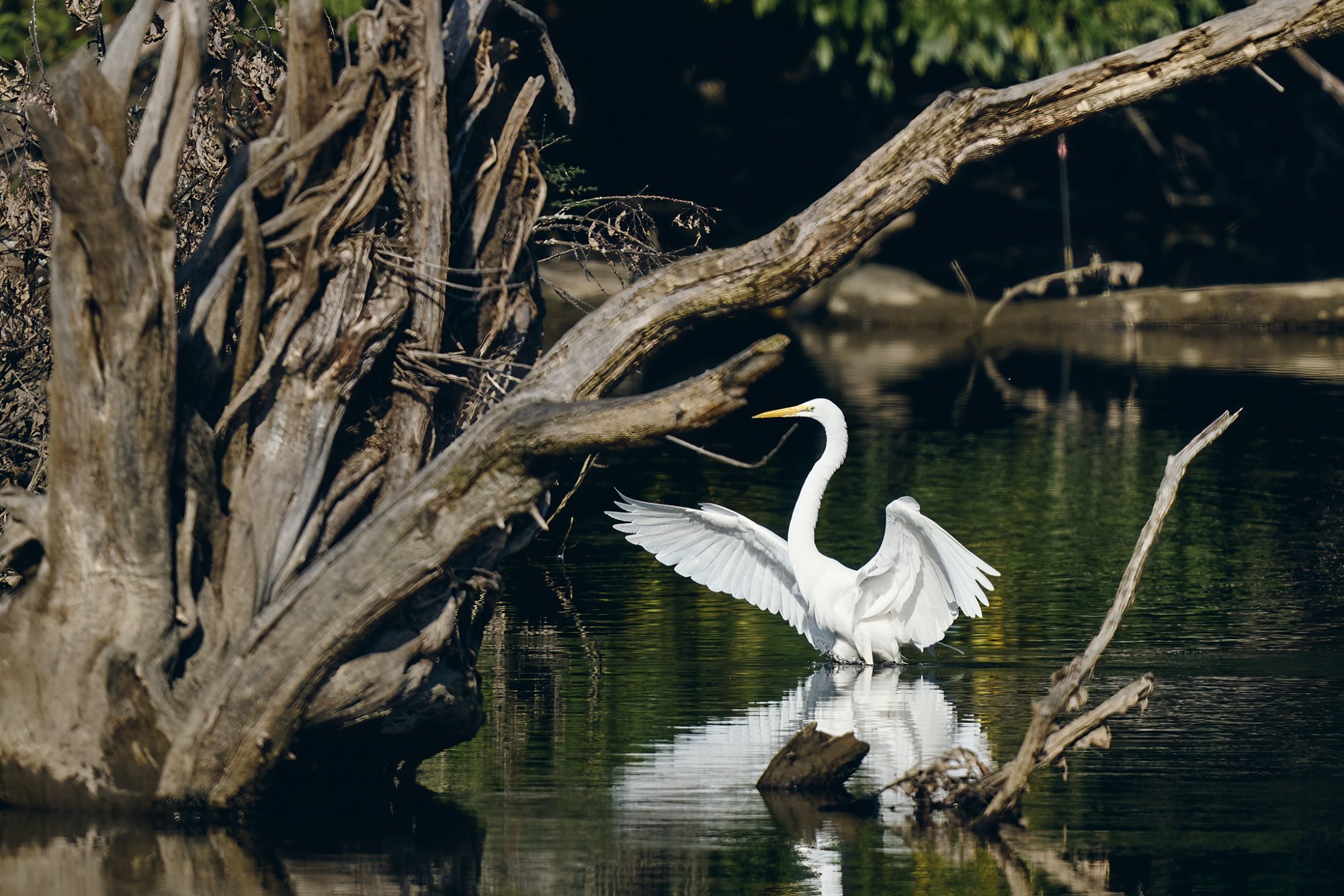 web-great-egret-012 1.jpg