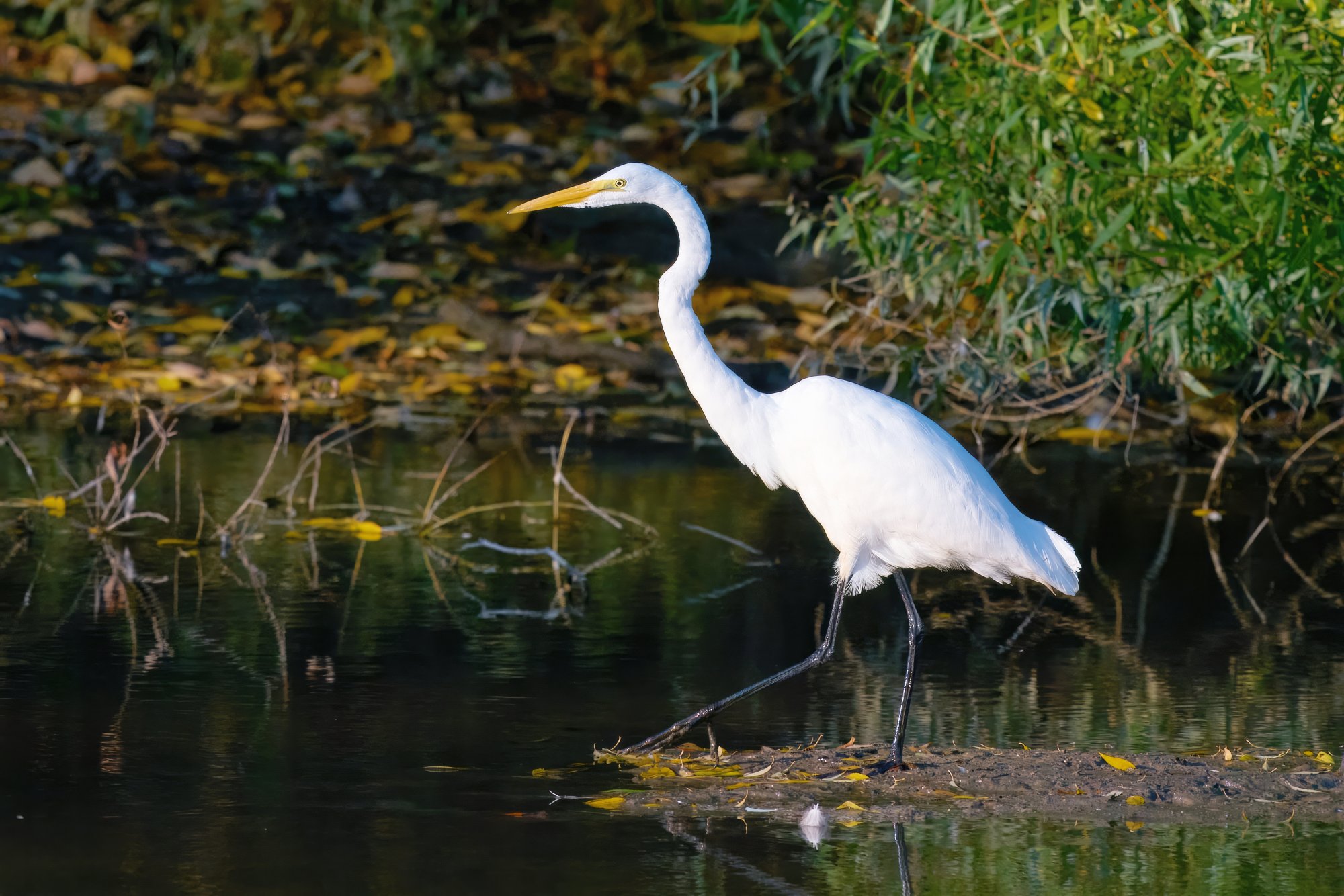 web-great-egret-013-23-09-24-10-17-topaz-enhance-2.1x-exposure-color.jpeg