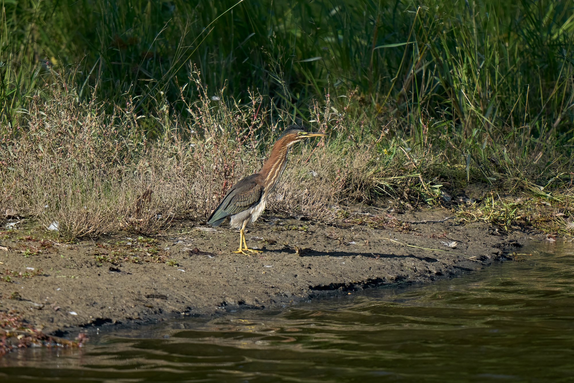 web-green-heron-002-23-09-18-3-58 PM.jpg