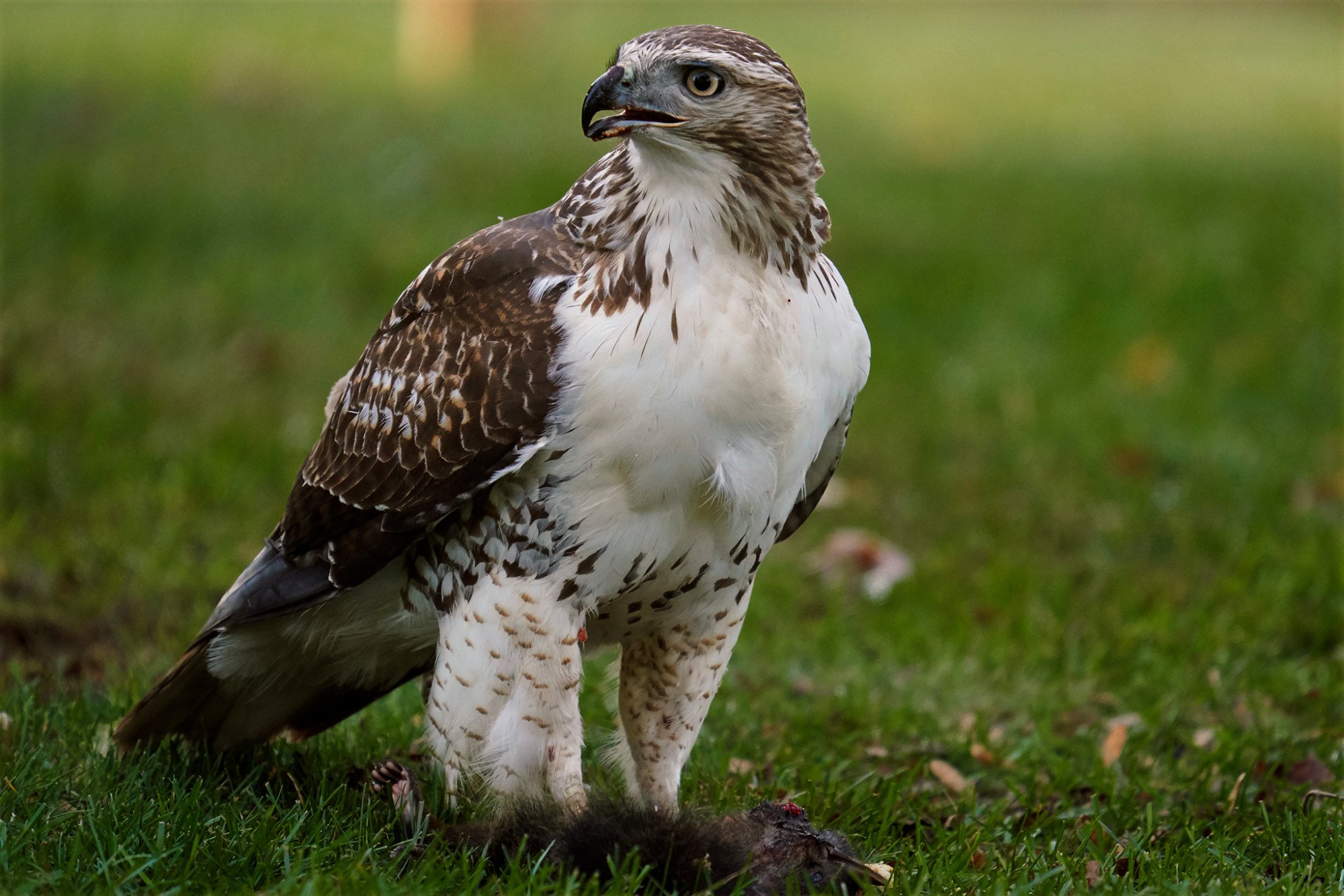 web-hawk-vs-squirrel-00009-Nov-08-2019-topaz-exposure-sharpen-color.jpg