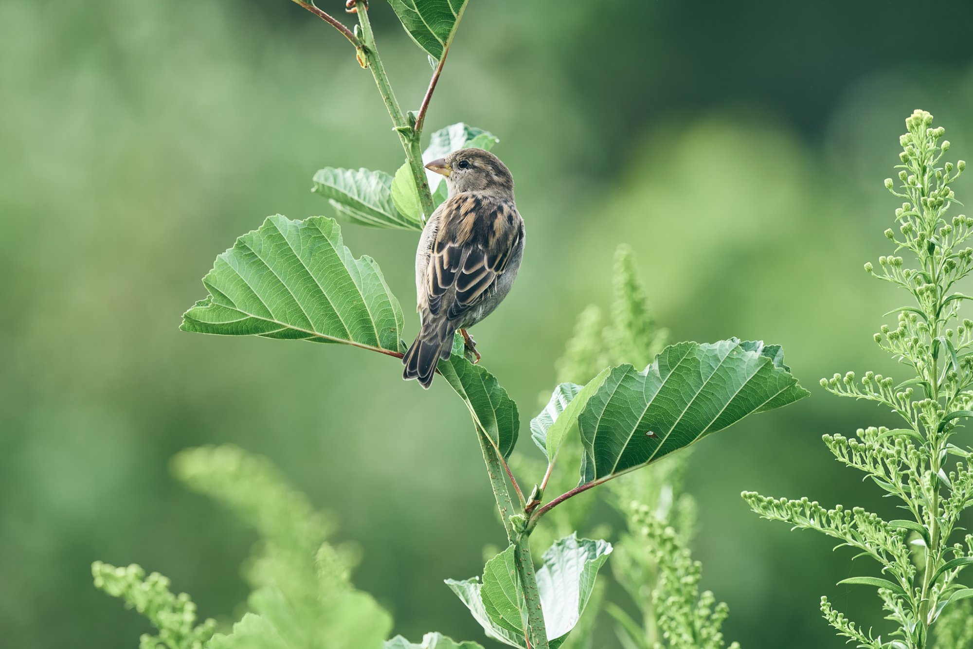 web-house-sparrow-001.jpg