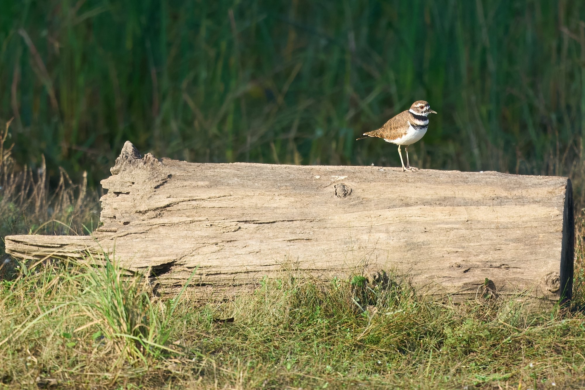 web-killdeer-001-23-10-01-10-38-topaz-sharpen.jpeg