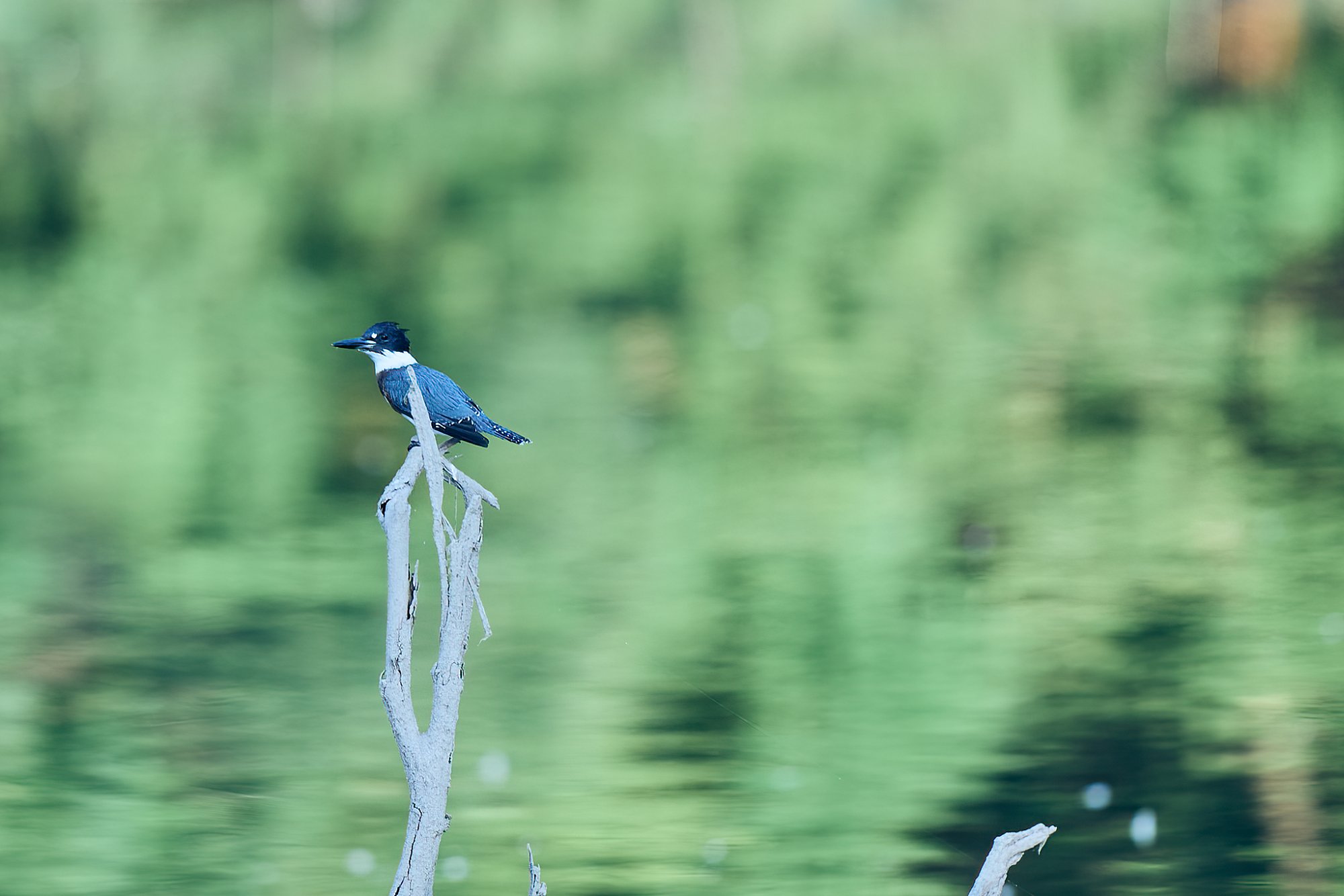 web-nankin-lake-belted-kingfisher-2023-6.jpg