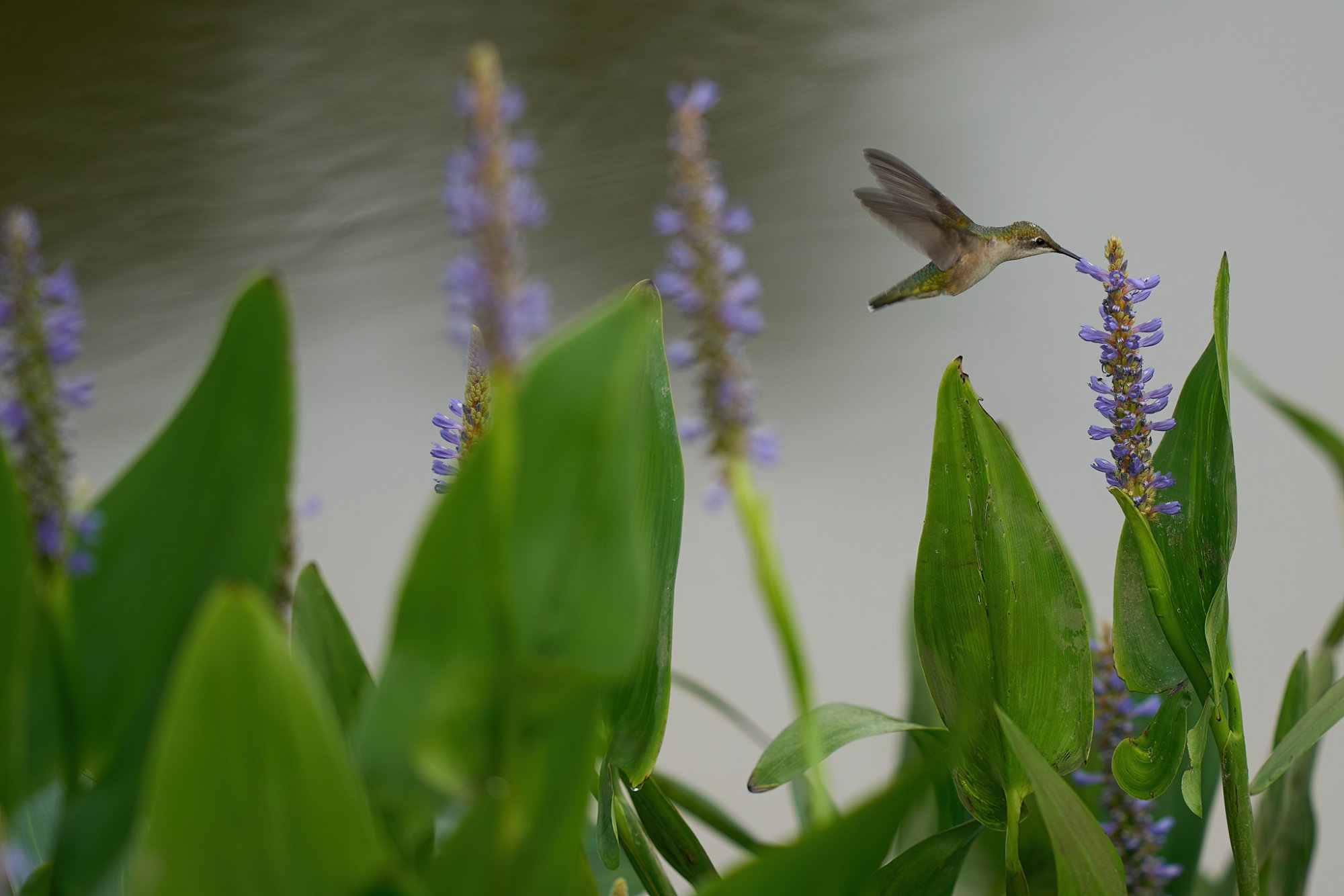 web-nankin-lake-ruby-throated-hummingbird-08-35-2023-4.jpg