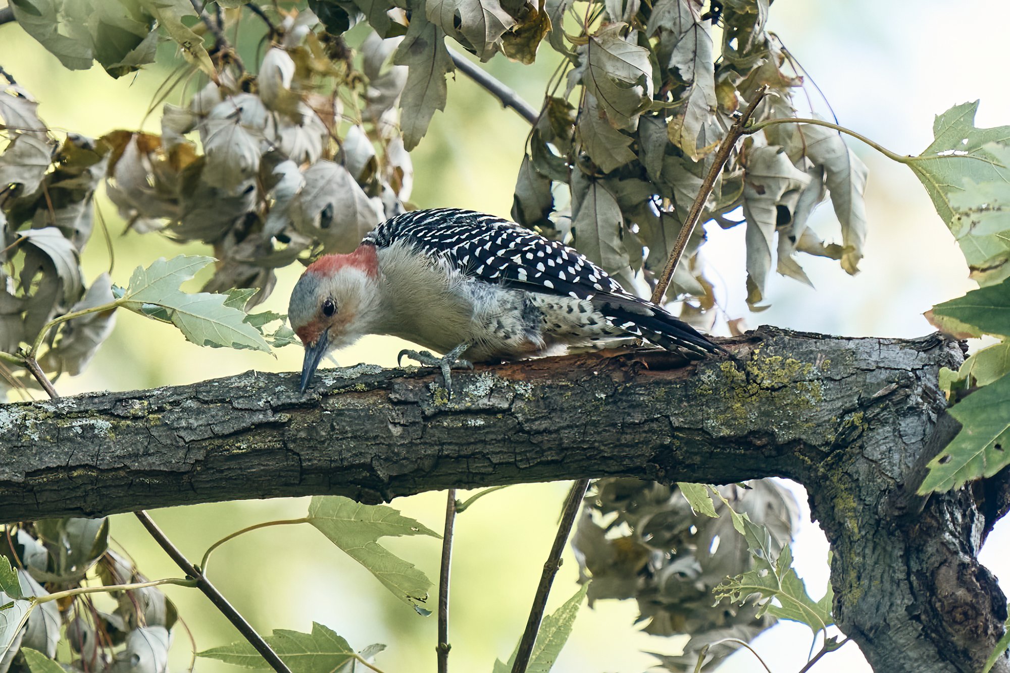 web-red-bellied-woodpecker-002.jpg