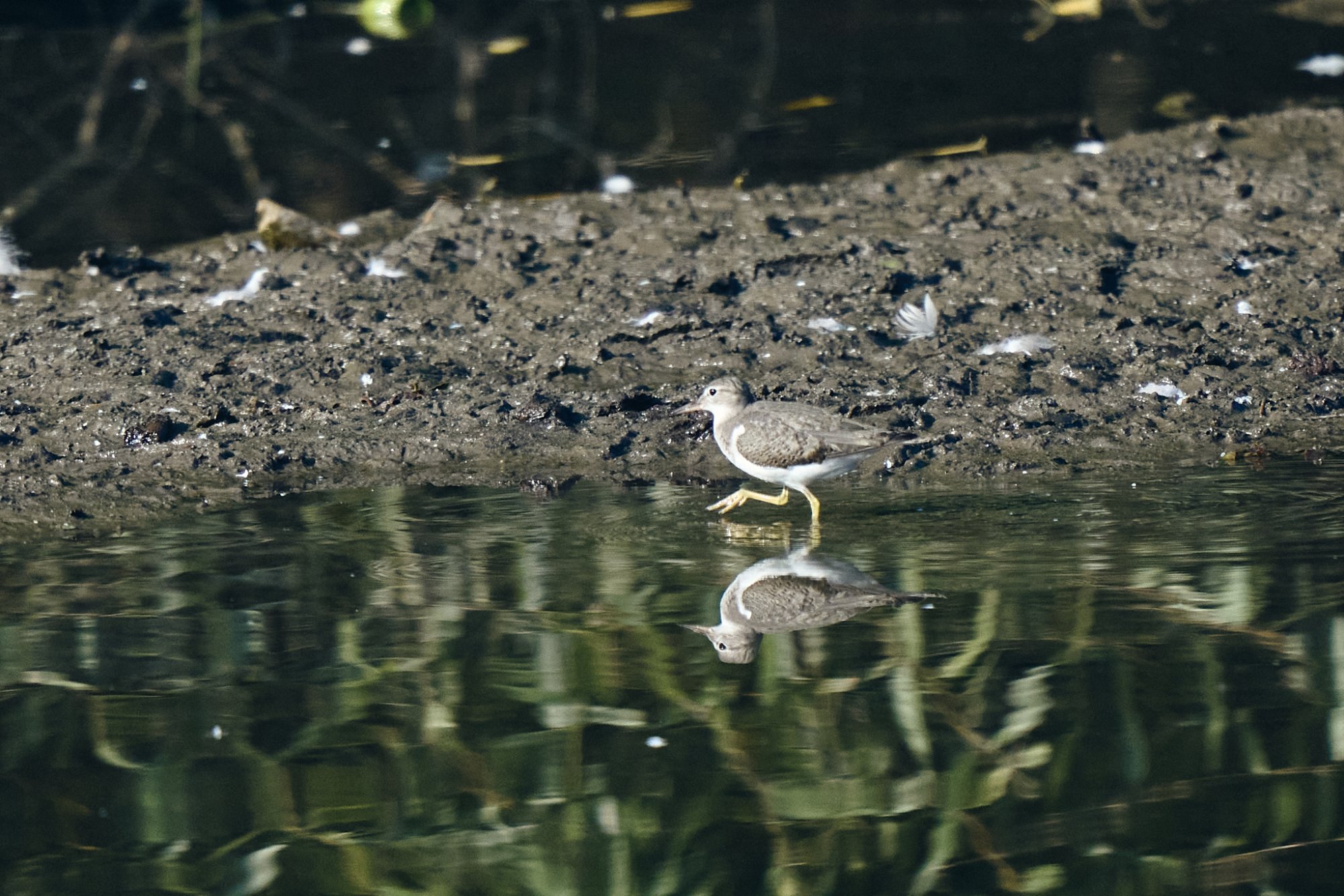 web-solitary-sandpiper-005-23-09-22-13-05.jpg