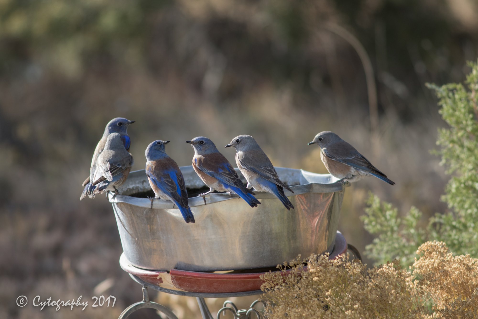 Western Blue Bird-3542 copy.jpg